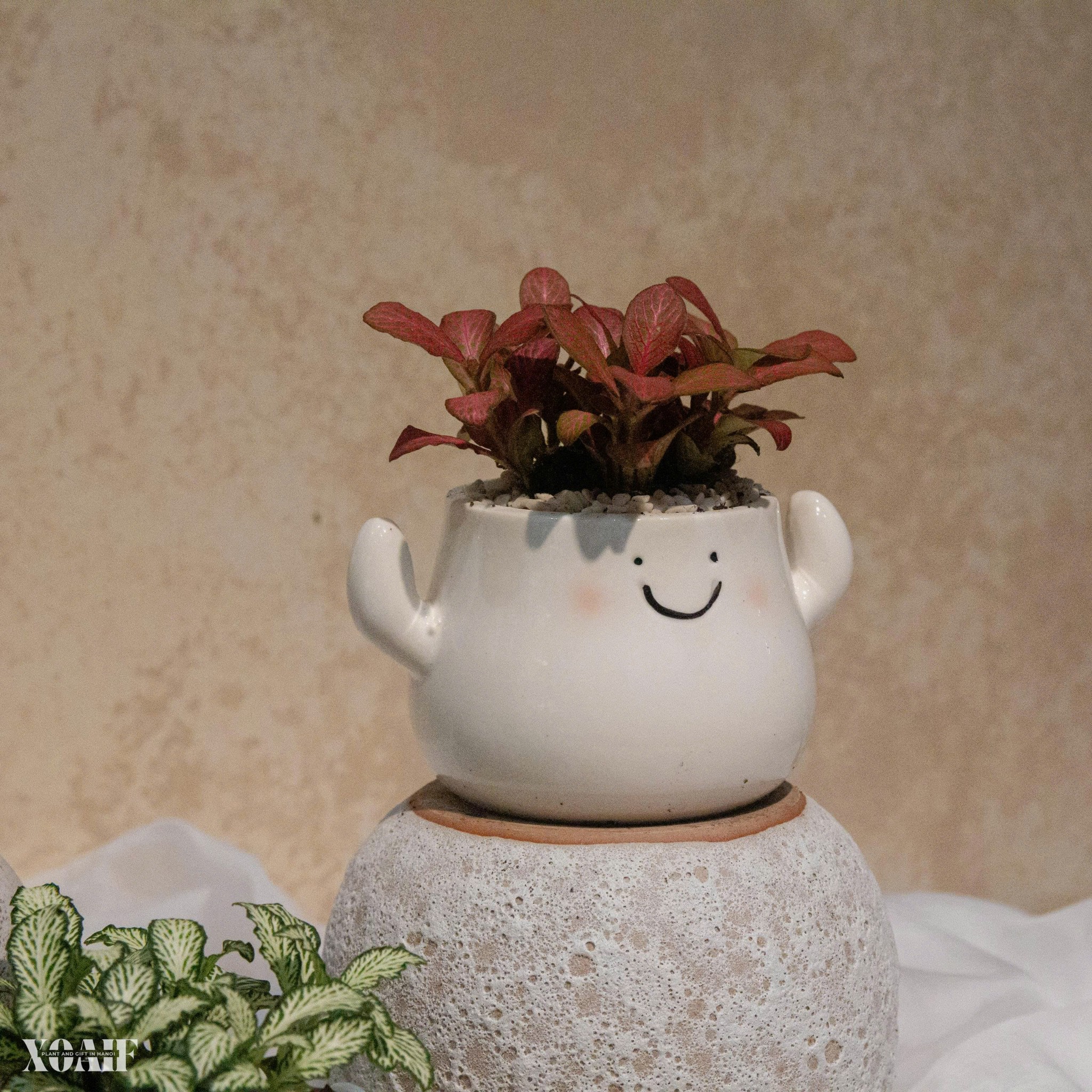 SET CẨM NHUNG CHẬU SỨ MẶT CƯỜI