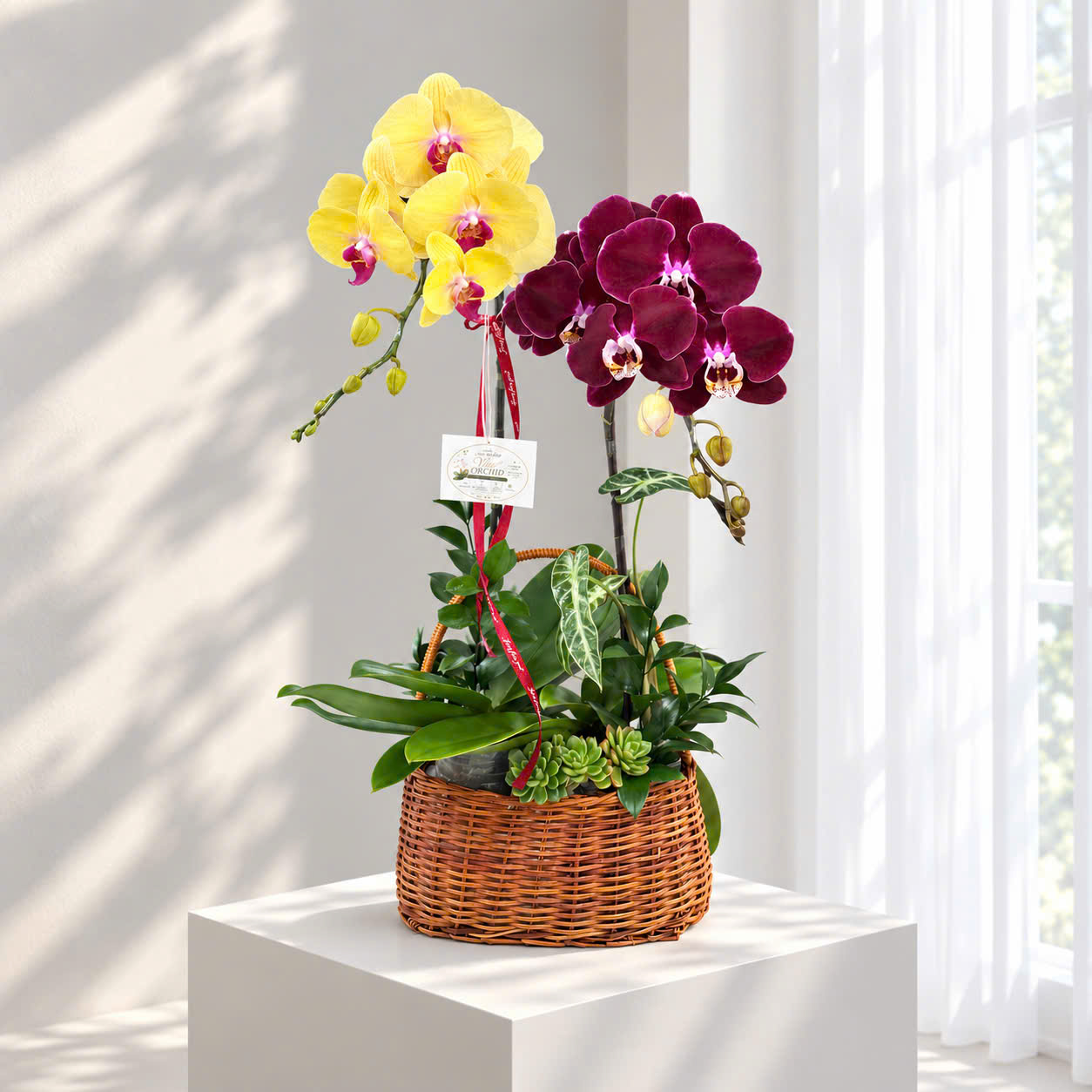 ✨Chậu 2 Cây Lan Hồ Điệp Mix Vàng Đỏ – Sự Kết Hợp Hoàn Hảo Của May Mắn Và Thịnh Vượng