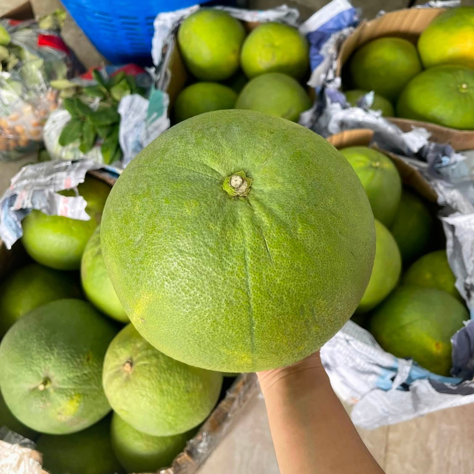 Bưởi Da Xanh_thumbnail_2