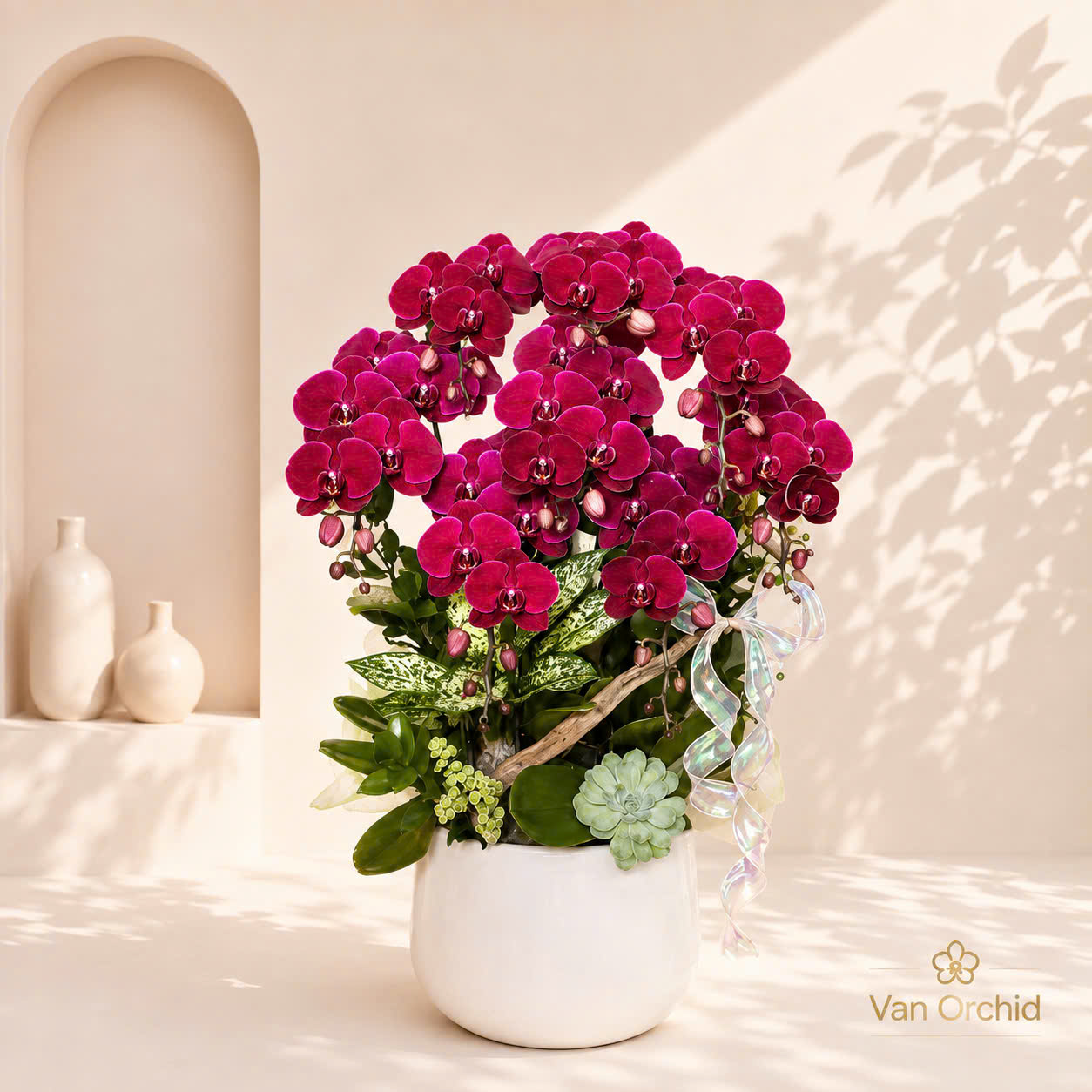 🌺Chậu Lan Hồ Điệp Tươi 8 Cành Đỏ Cherry – Vẻ Đẹp Quyền Quý, Khởi Đầu Thịnh Vượng