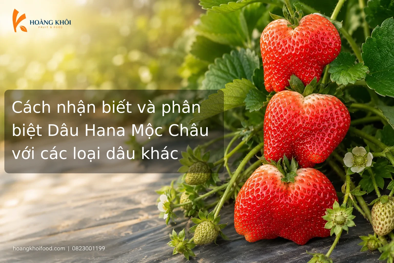 Cách nhận biết và phân biệt Dâu Hana Mộc Châu với các loại dâu khác