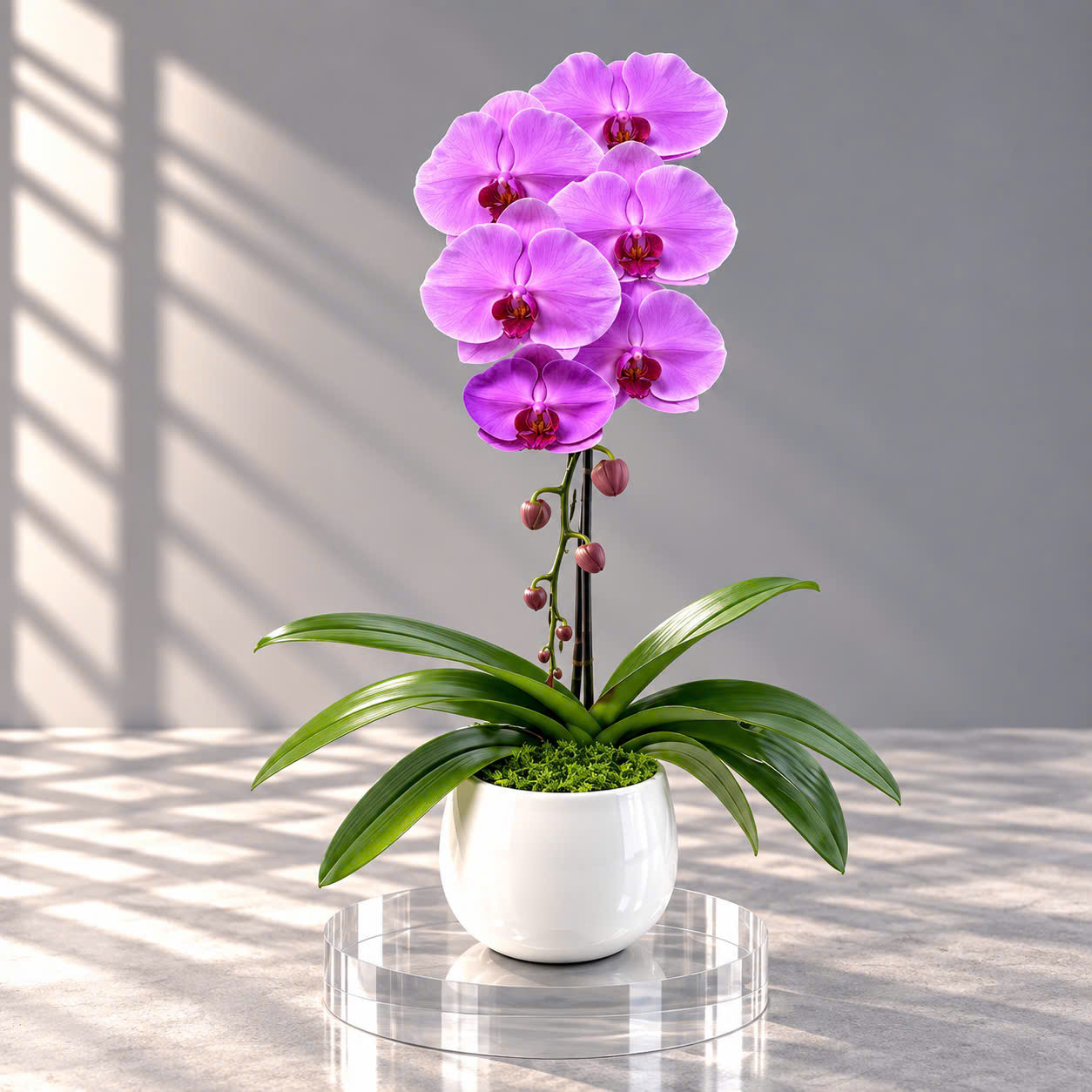 🌸Chậu 1 Cây Lan Hồ Điệp Tím Hồng – Vẻ Đẹp Thanh Nhã Cho Không Gian Hiện Đại