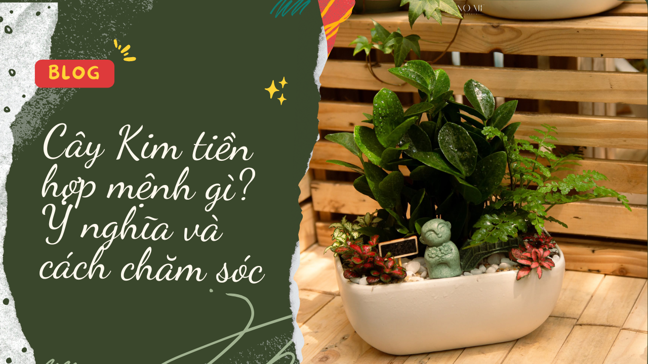 Cây Kim tiền hợp mệnh gì? Ý nghĩa và cách chăm cây