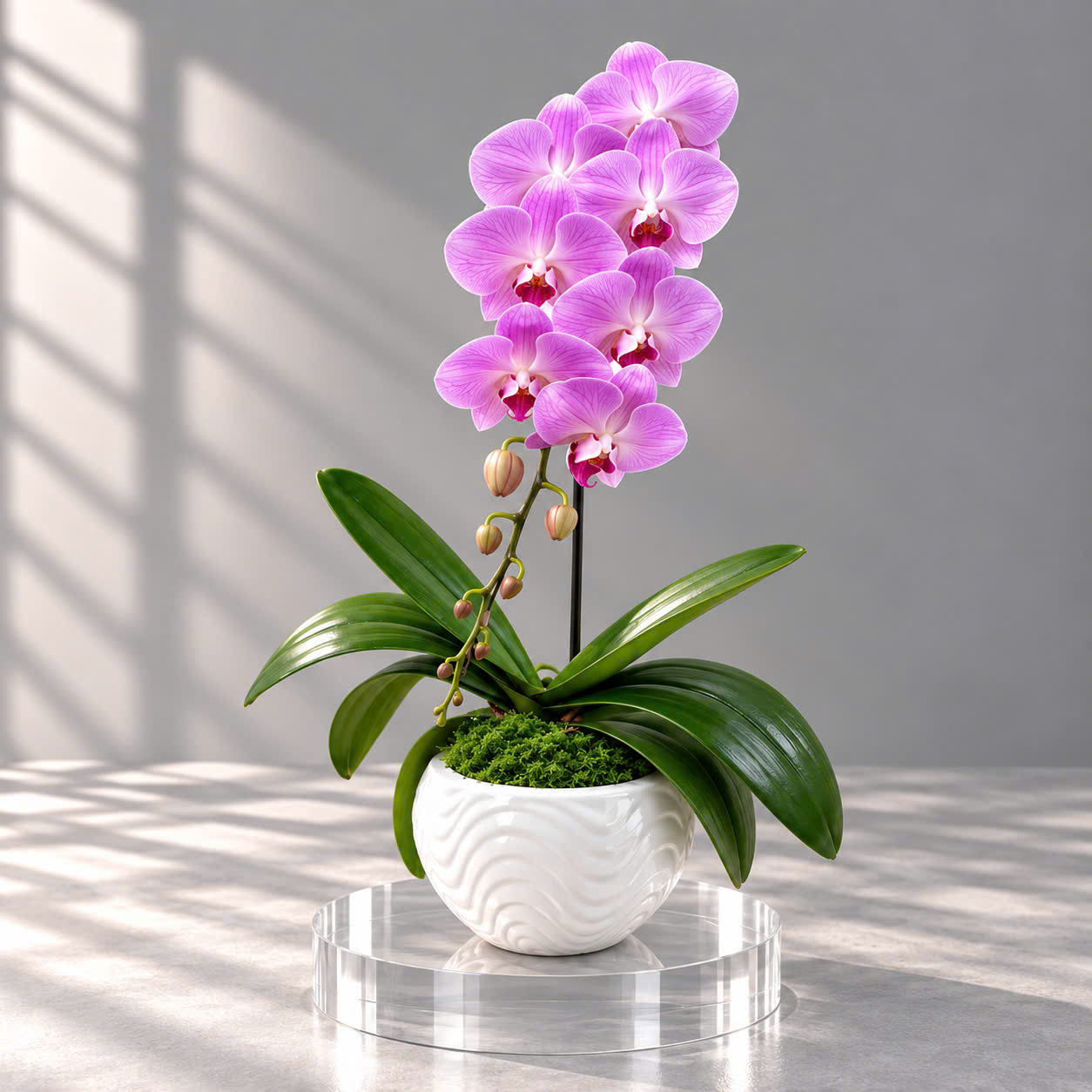 🌸Chậu 1 Cây Lan Hồ Điệp Hồng Phấn – Vẻ Đẹp Thanh Lịch Cho Mọi Không Gian