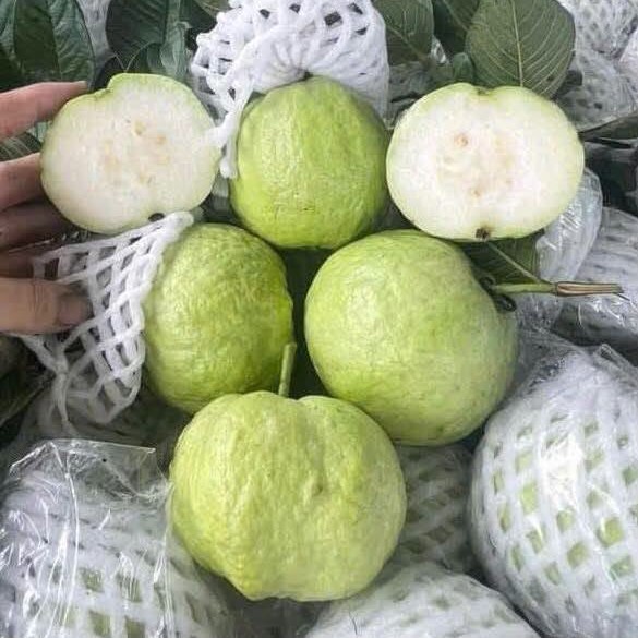 Ổi Nữ Hoàng_thumbnail_3