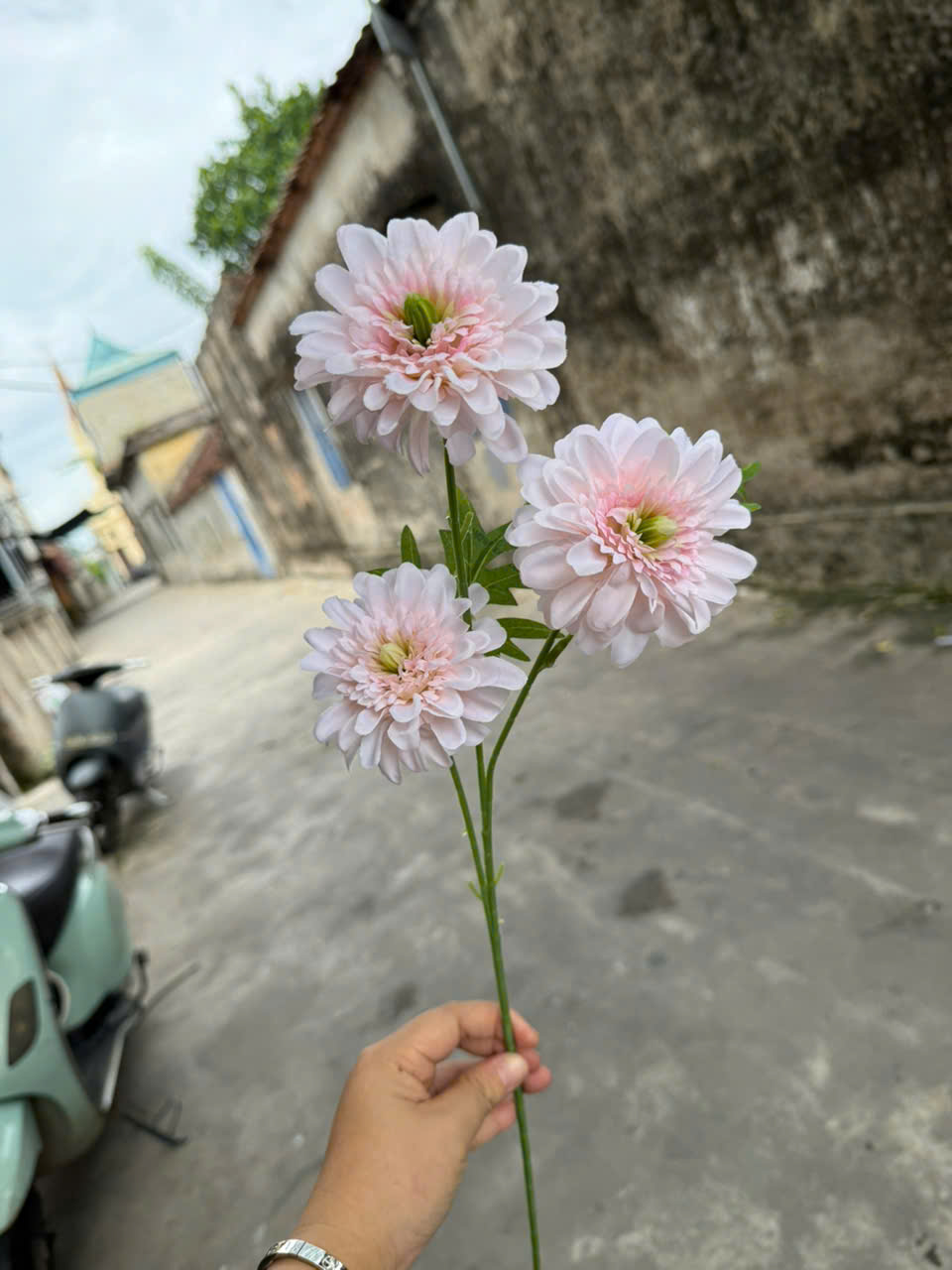 Cúc dược 3bông 18,5k_thumbnail_1