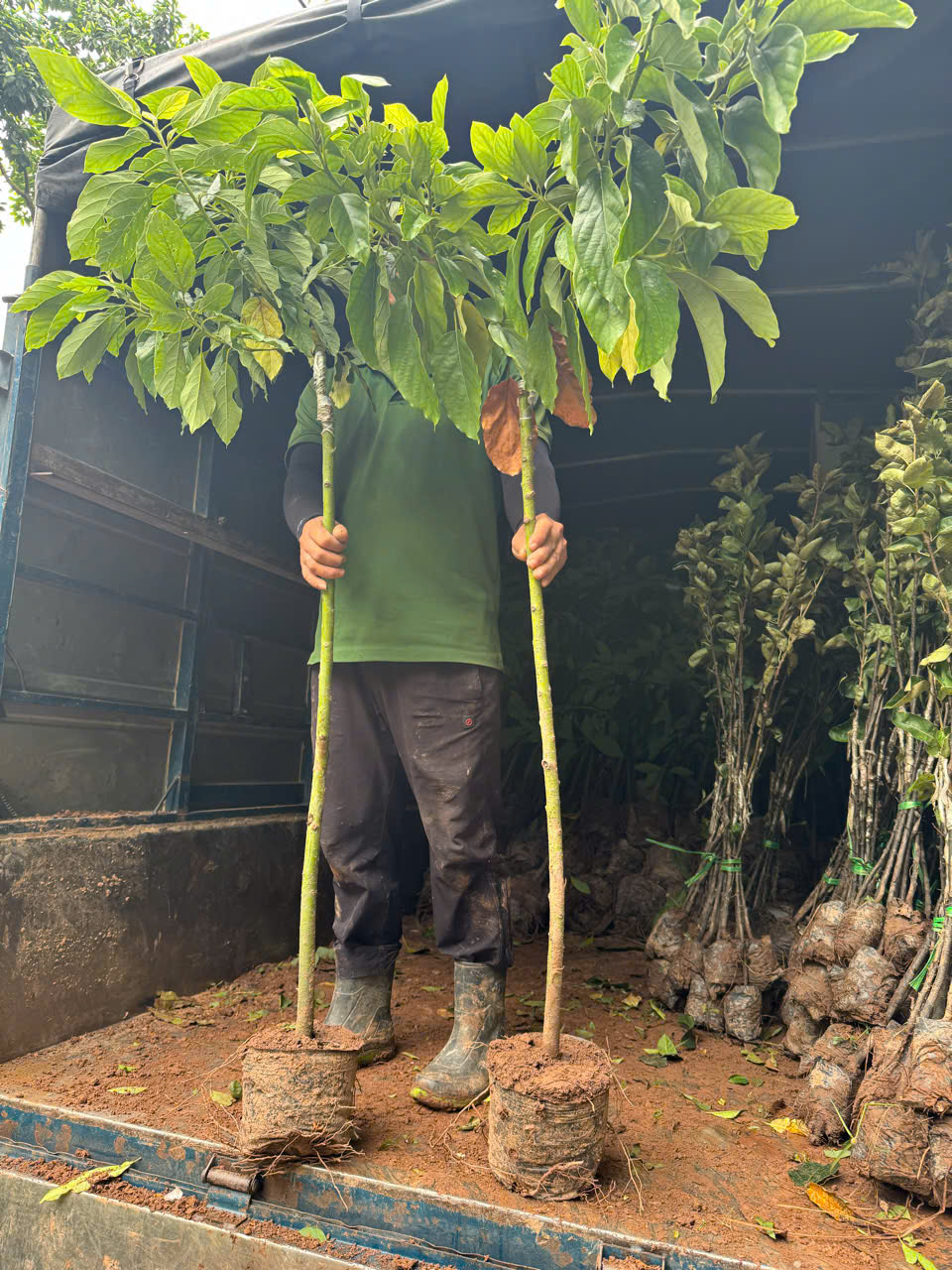 Bơ 034 cao 1.2-1.3m PT225 CALATA