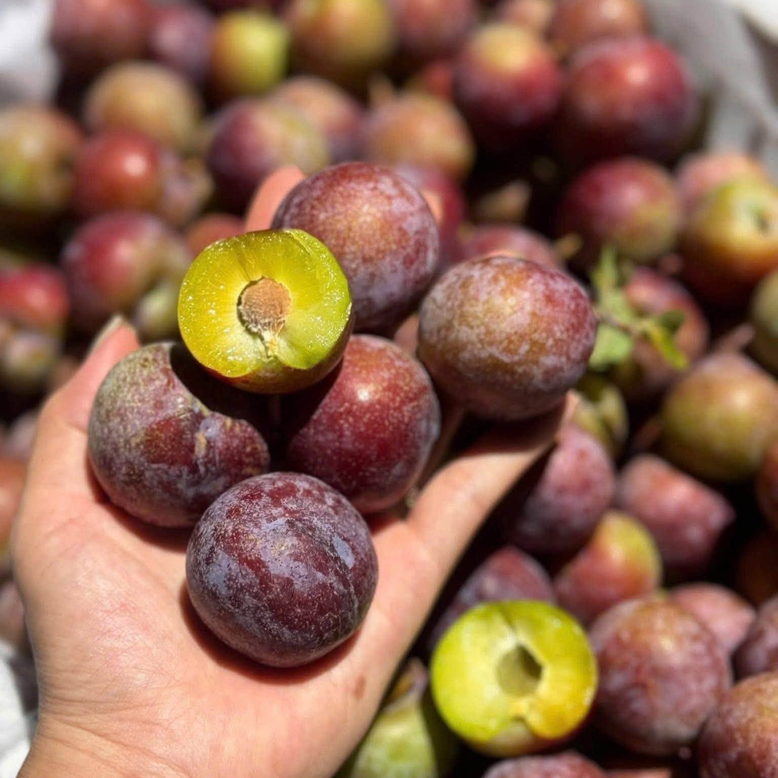 Mận Róc Hạt