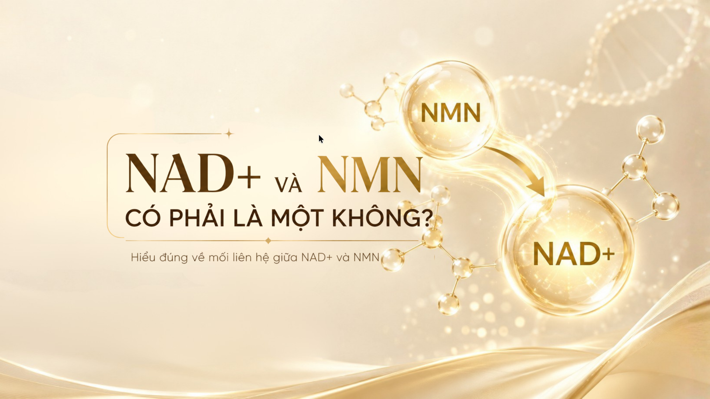 NAD+ và NMN có phải là một không? Hiểu đúng để lựa chọn giải pháp hỗ trợ sức khỏe hiệu quả