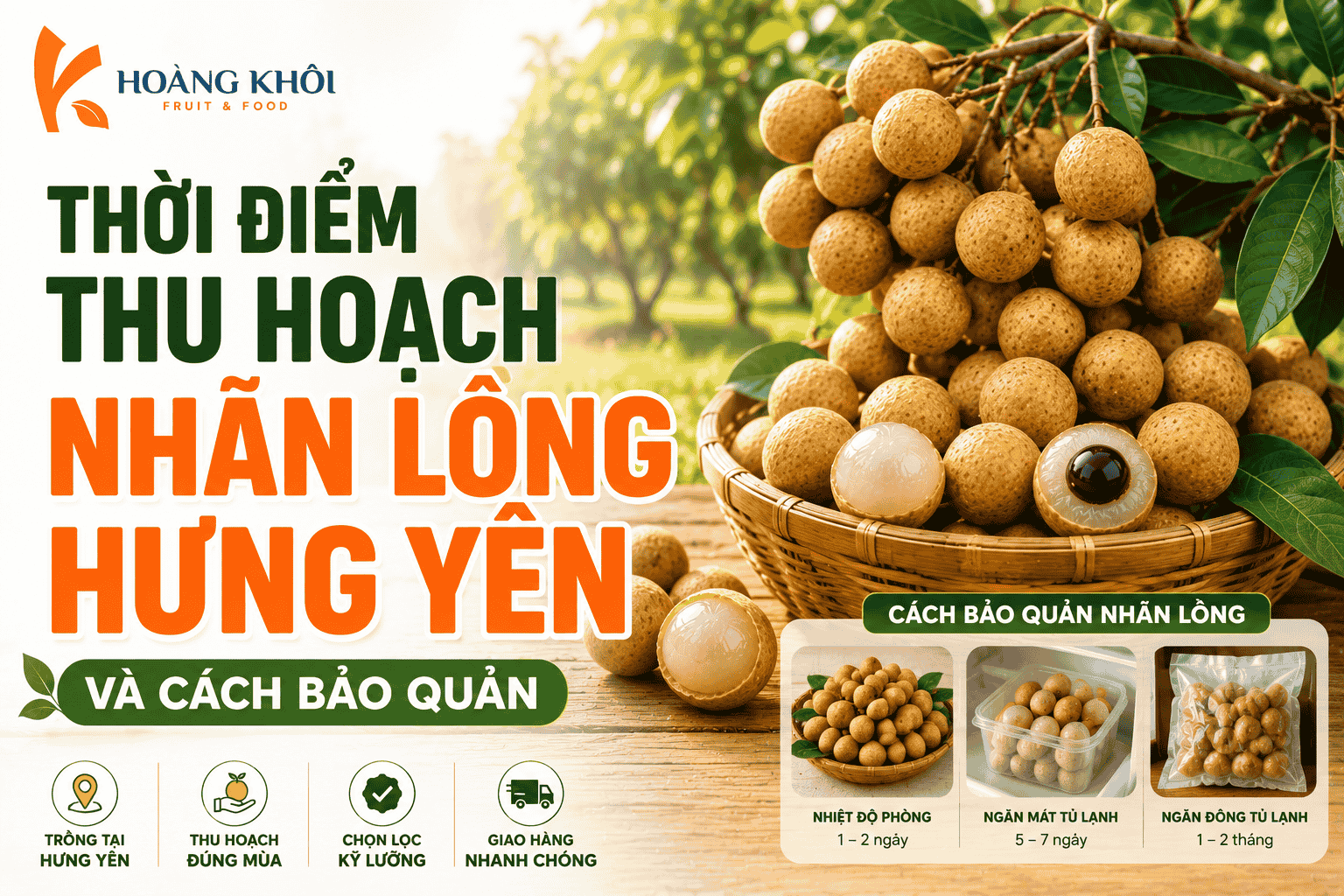 Thời điểm thu hoạch nhãn lồng Hưng Yên và cách bảo quản