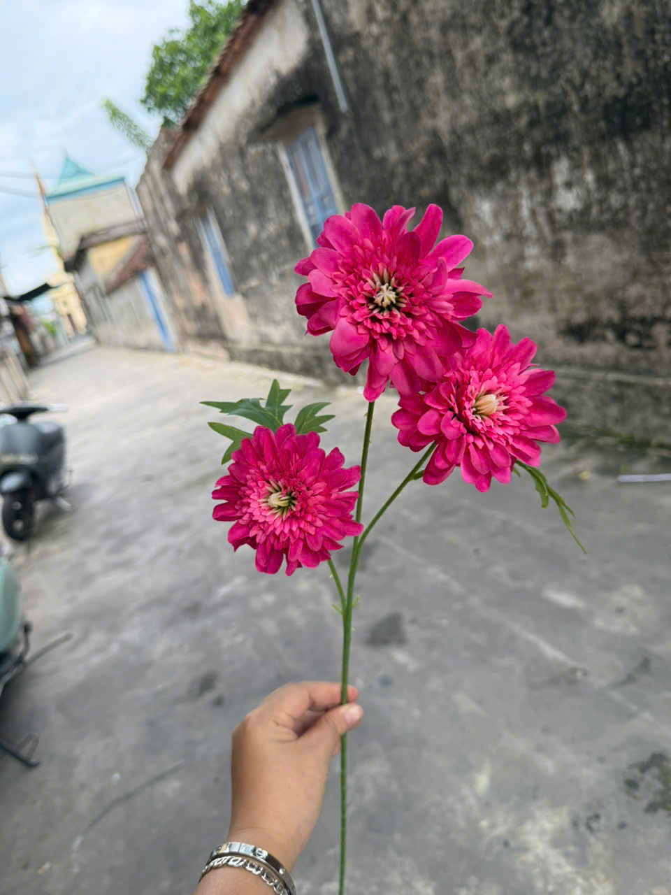 Cúc dược 3bông 18,5k