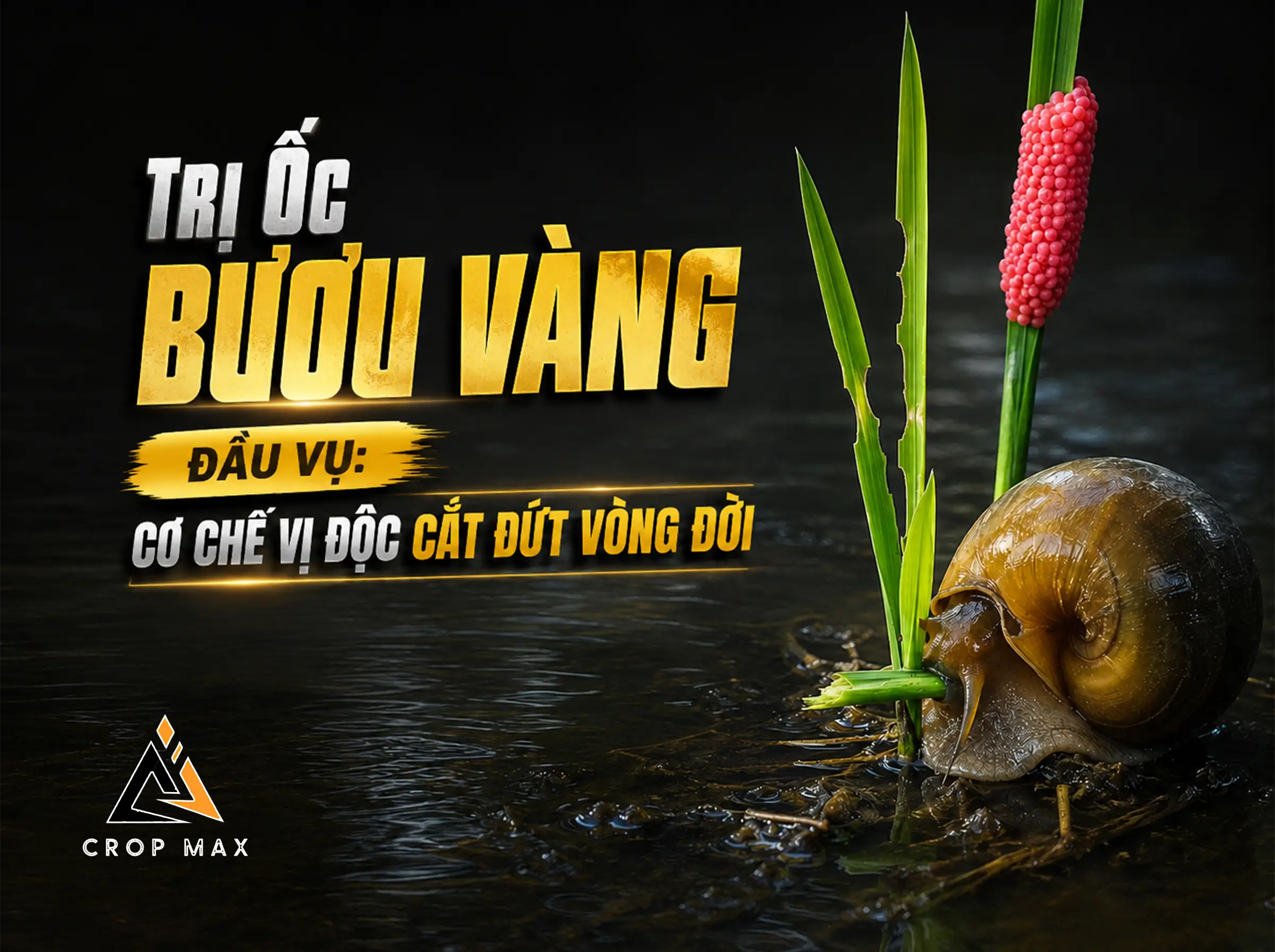 Trị Ốc Bươu Vàng Đầu Vụ: Cơ Chế Vị Độc Cắt Đứt Vòng Đời