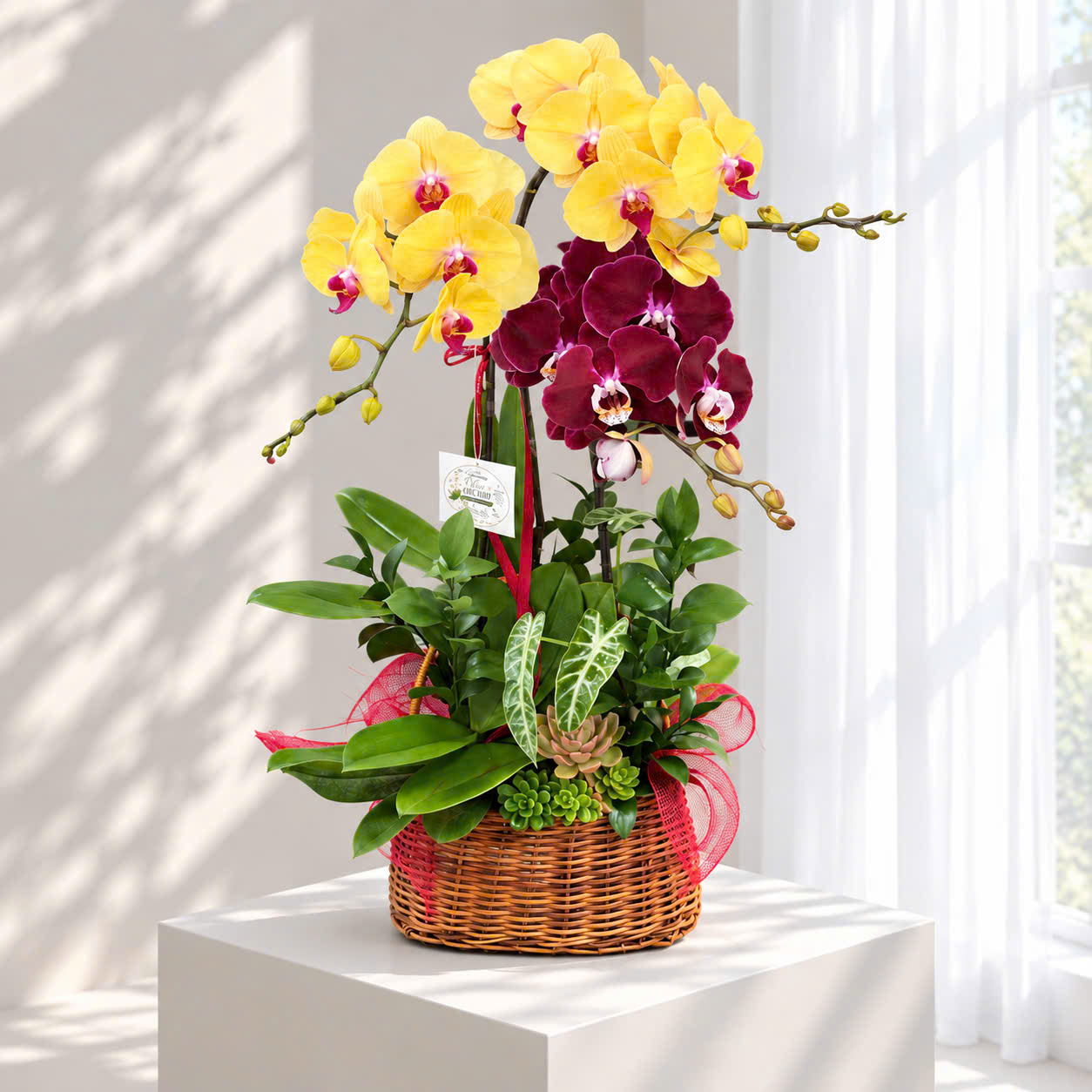 ✨Chậu 3 Cây Lan Hồ Điệp Mix Vàng – Tím Đỏ – Sự Kết Hợp Hoàn Hảo Của Tài Lộc Và Thịnh Vượng