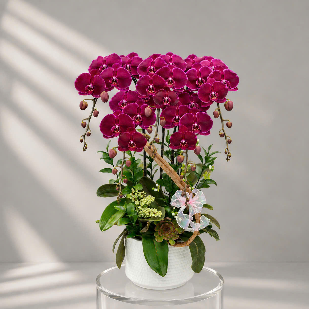 🌟Chậu Lan Hồ Điệp Tươi 5 Cành Đỏ Cherry – Tuyệt Tác Sang Trọng, Biểu Tượng Của Phú Quý Và Thành Công