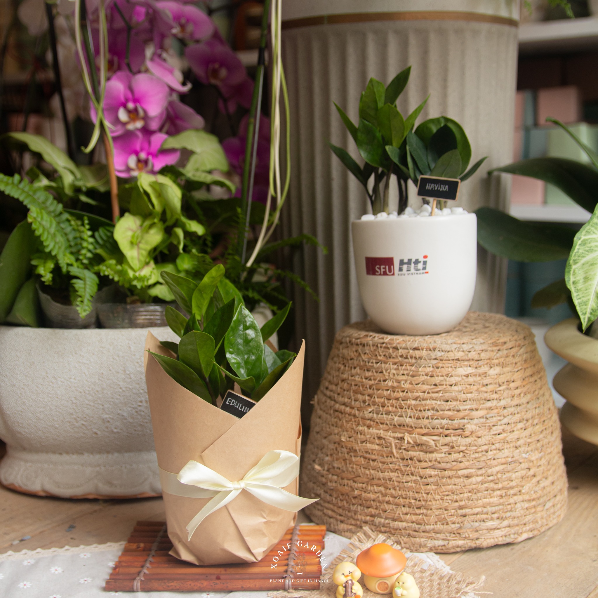 SET CÂY KIM TIỀN CHẬU SỨ