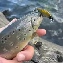 Mồi Minnow Chìm Maris Mini S50_thumbnail_3