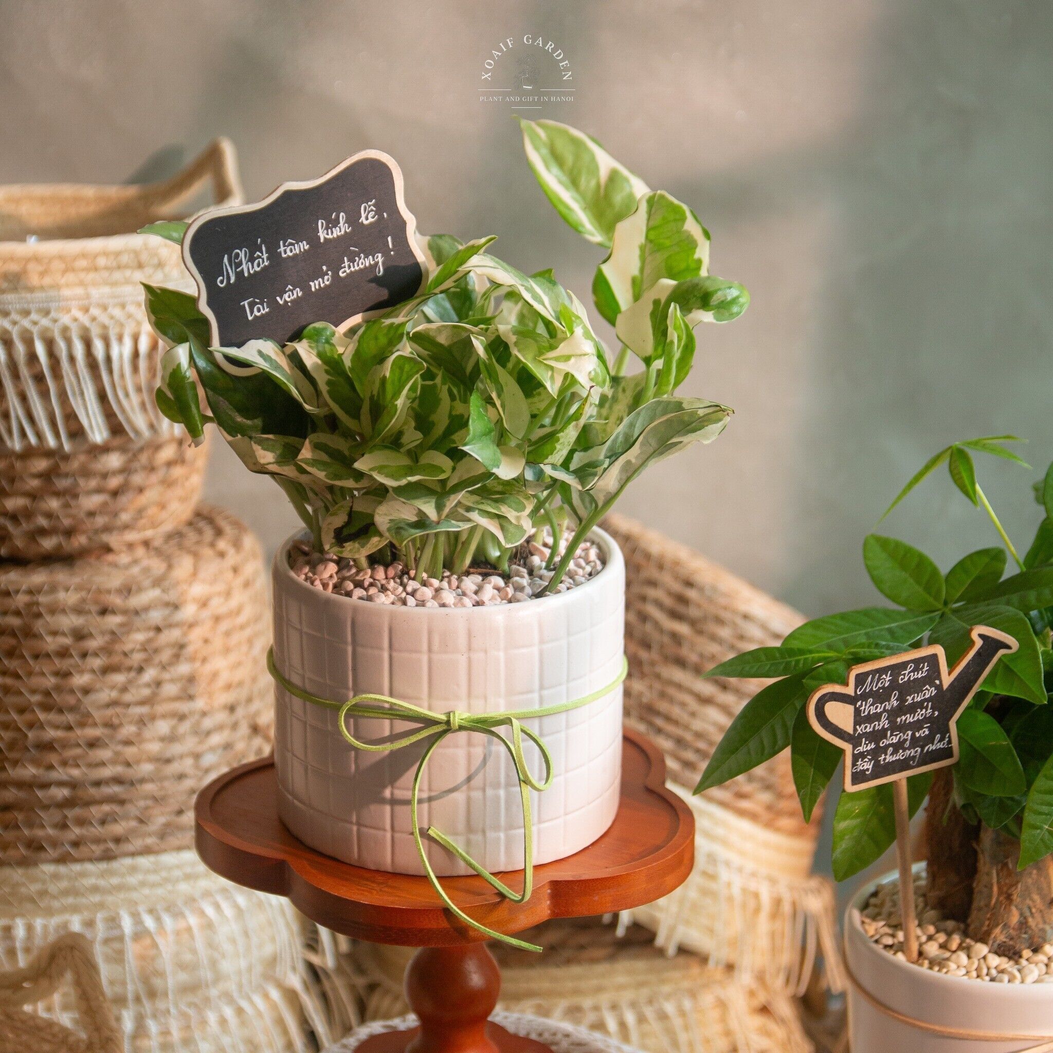 TRẦU BÀ CẨM THẠCH