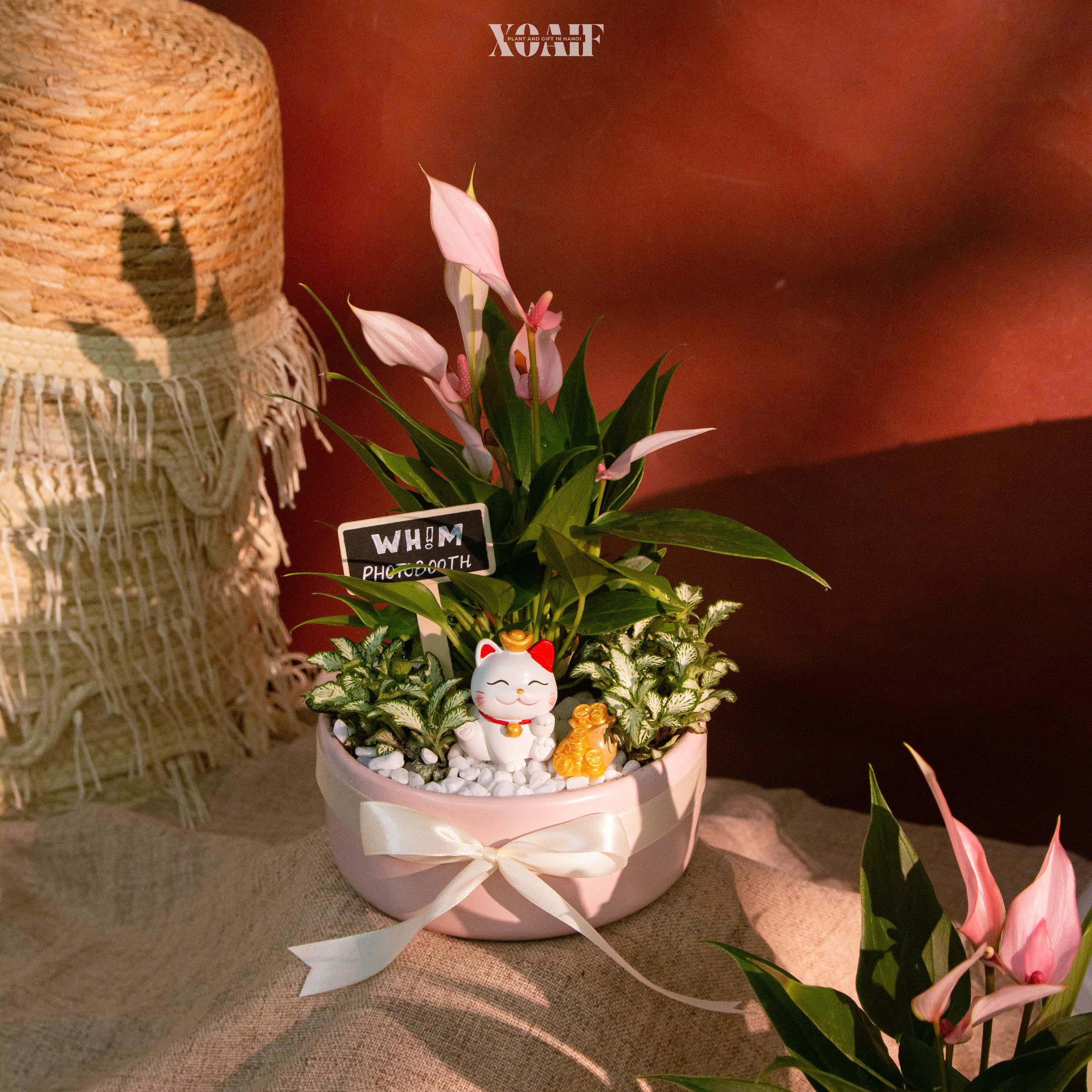 SET MIX HỒNG MÔN CÁNH ÉN