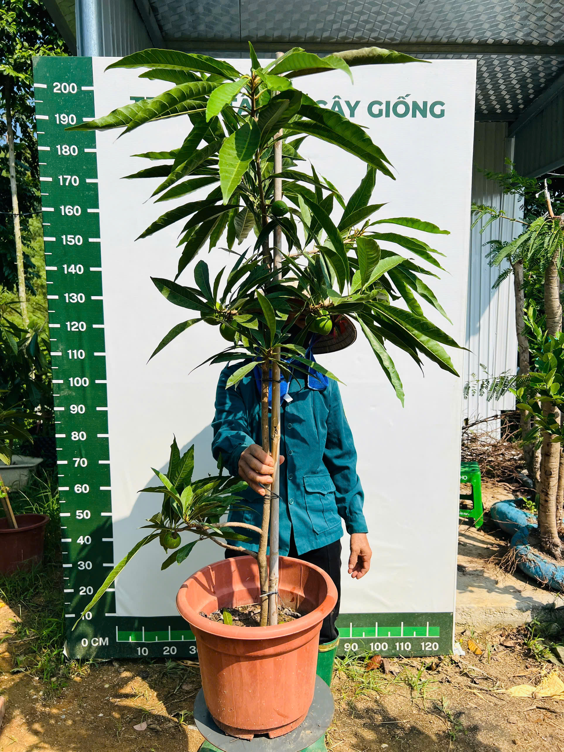 Trứng gà tứ quý choai cao 1-1,5m PT108 CALATA_thumbnail_1