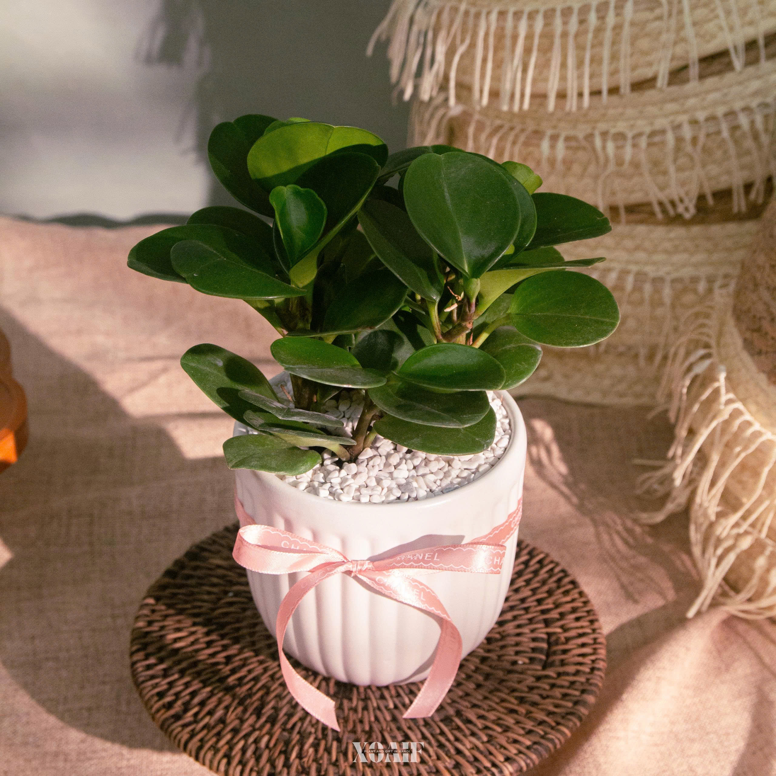 CÂY TRƯỜNG SINH CHẬU SỨ