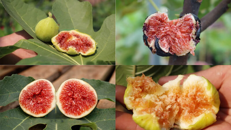 [SIÊU SALE] Sung Mỹ tím cao 20-30cm PT27 CALATA_thumbnail_8