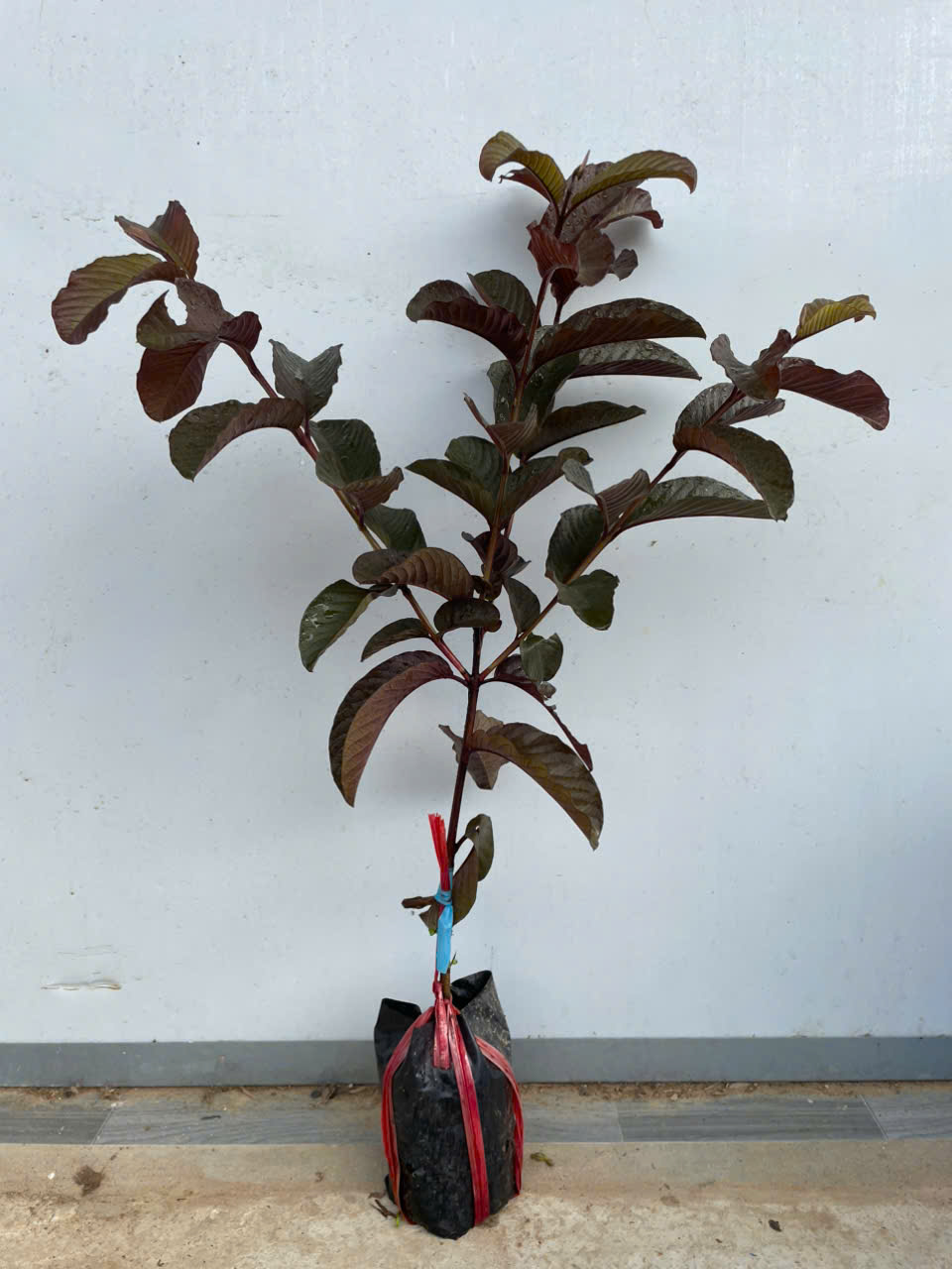Ổi dâu tây ghép chui cành cao 40-60cm