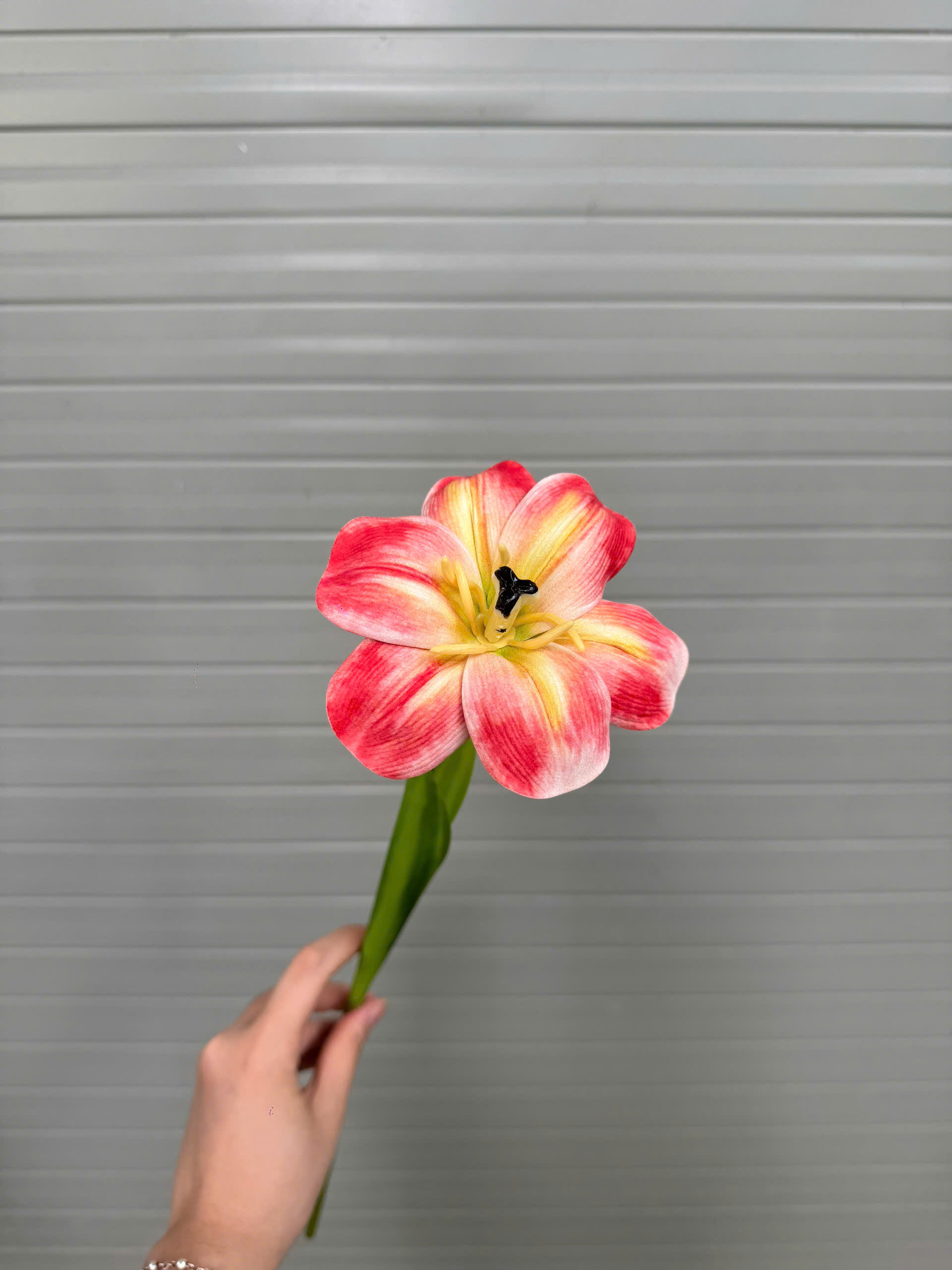 TULIP NỞ 17K_thumbnail_8