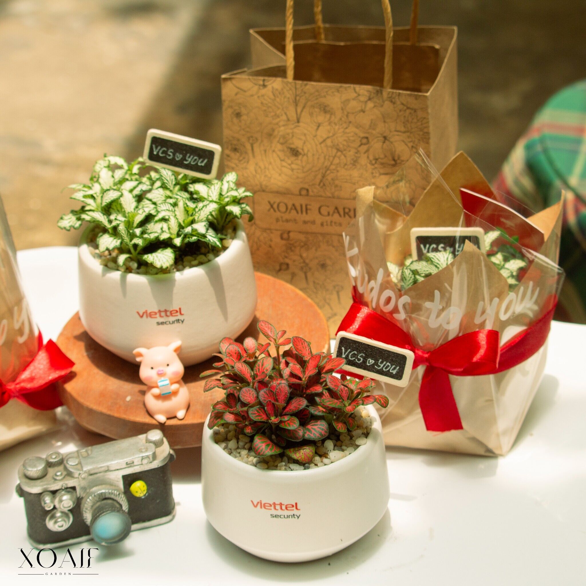 SET CÂY CẨM NHUNG_thumbnail_3