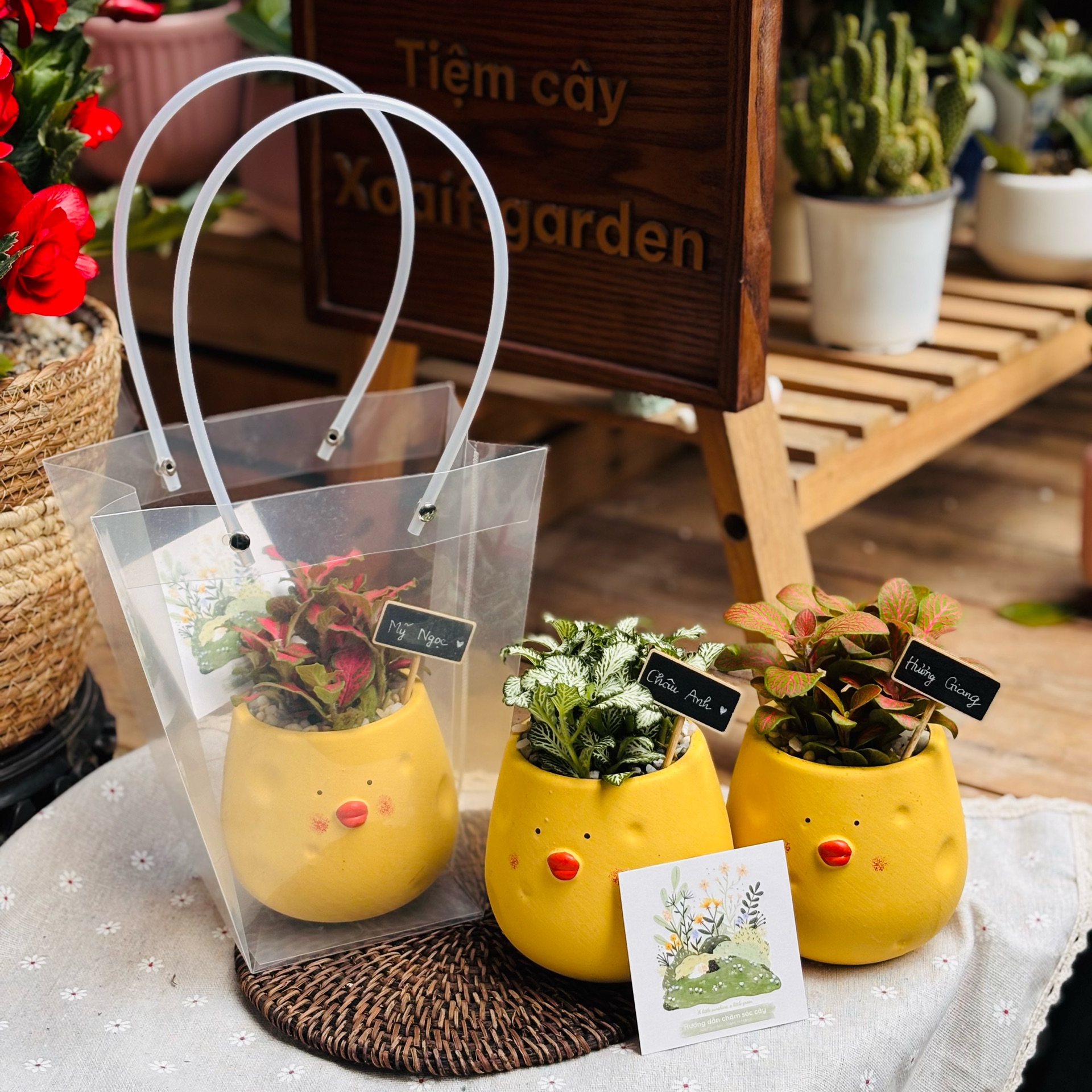 SET CẨM NHUNG CHẬU CON GÀ 