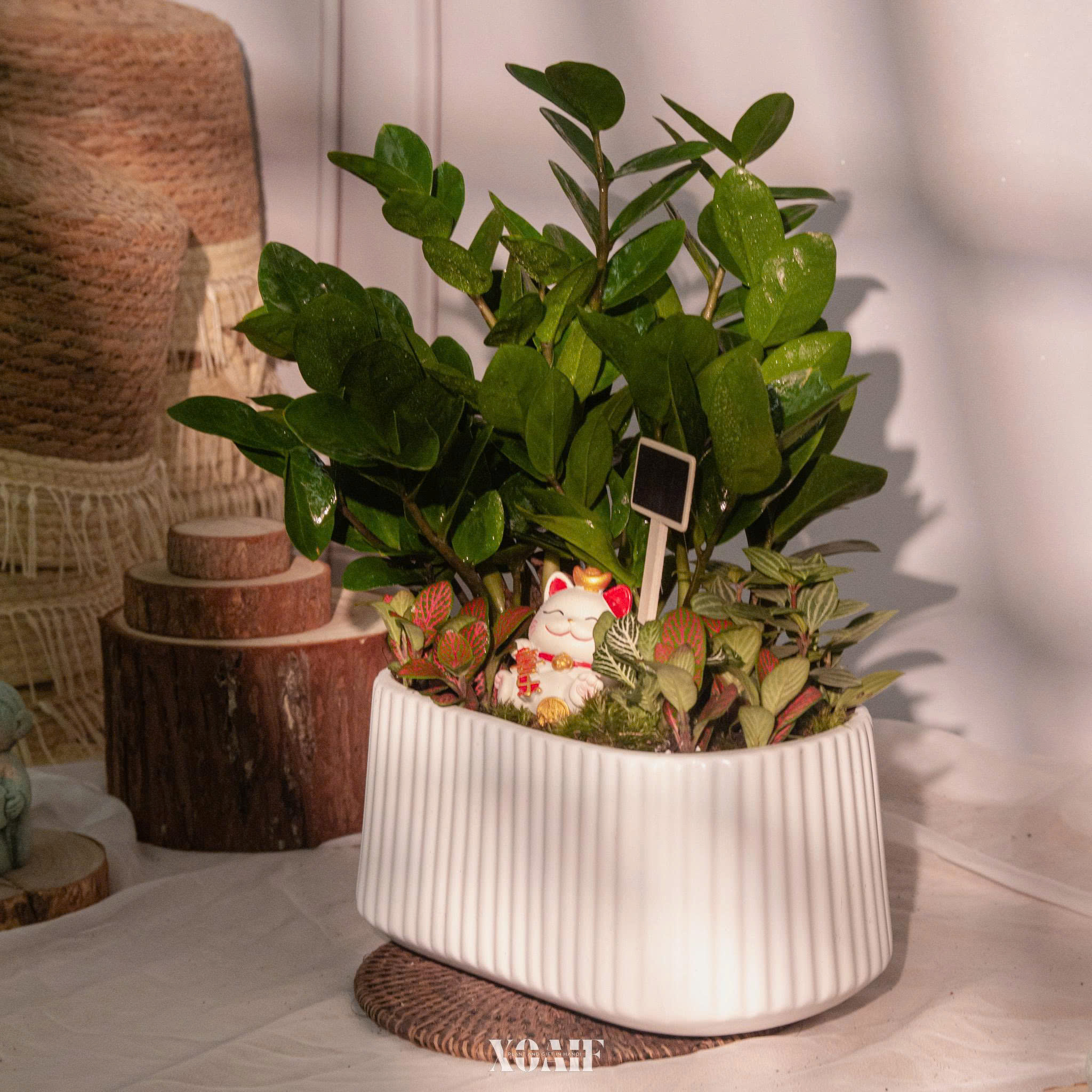 SET MIX KIM TIỀN CHẬU CHỮ NHẬT CAO CẤP