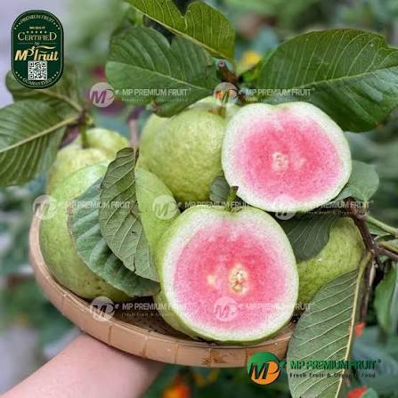 Ổi nữ hoàng hữu cơ ít hạt_thumbnail_3