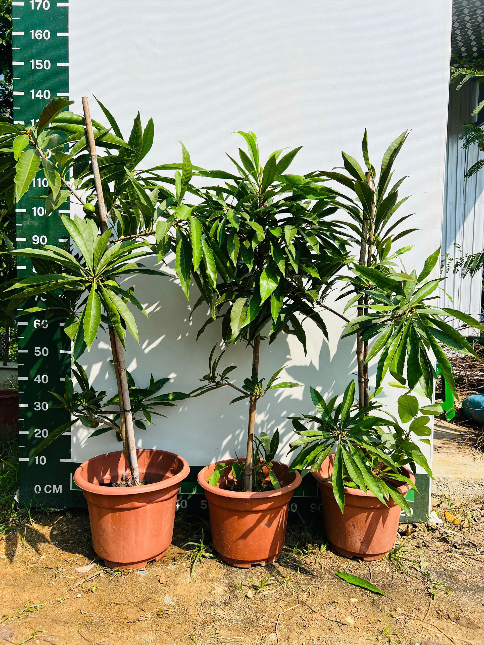 Trứng gà tứ quý choai cao 1-1,5m PT108 CALATA_thumbnail_6