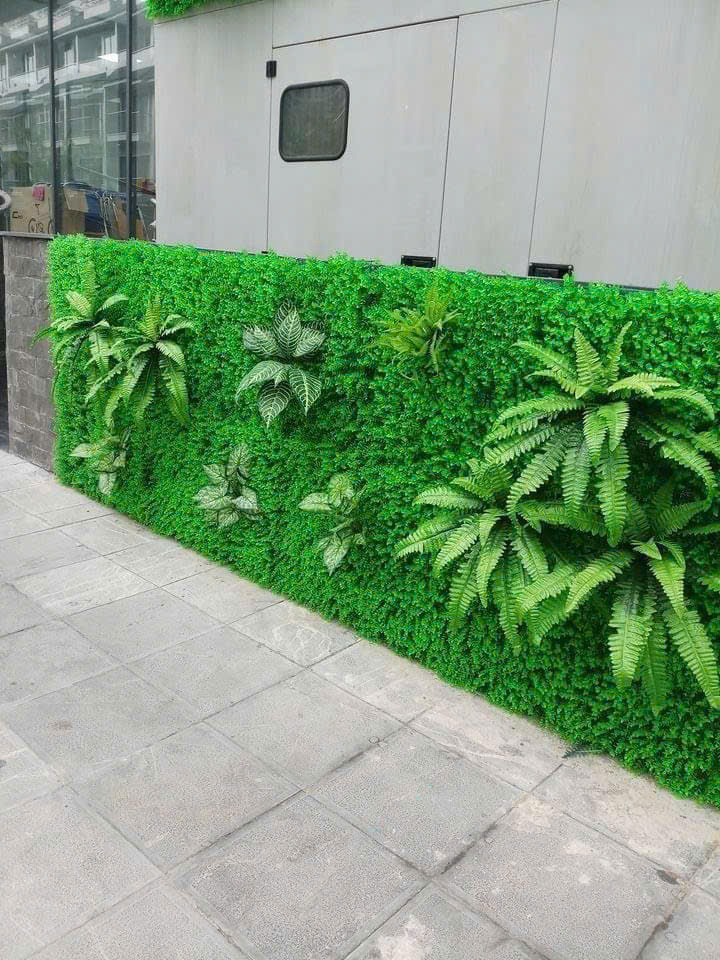 Dương xỉ vải 18 lá giá 20k