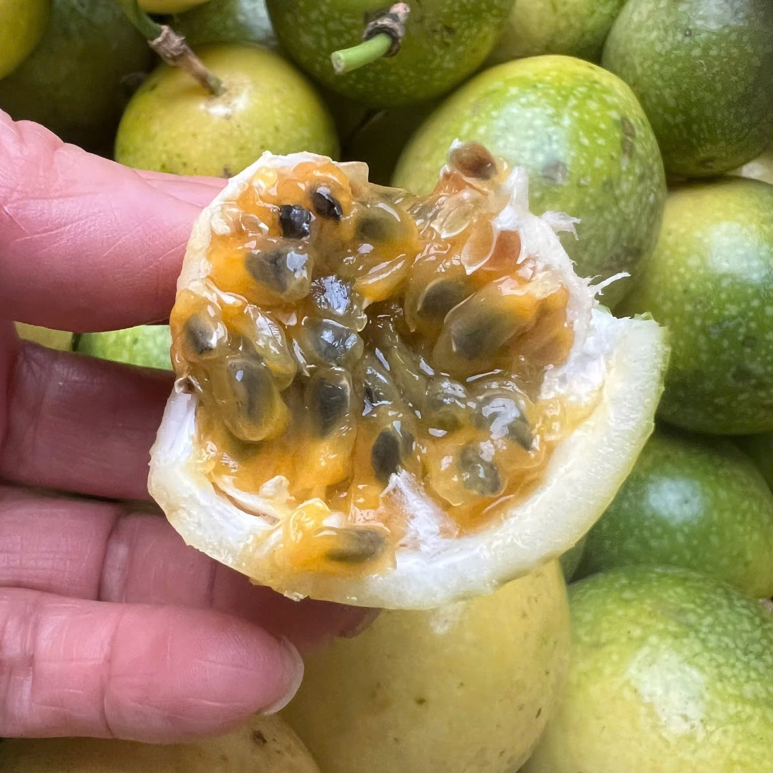Chanh Dây Vàng_thumbnail_4