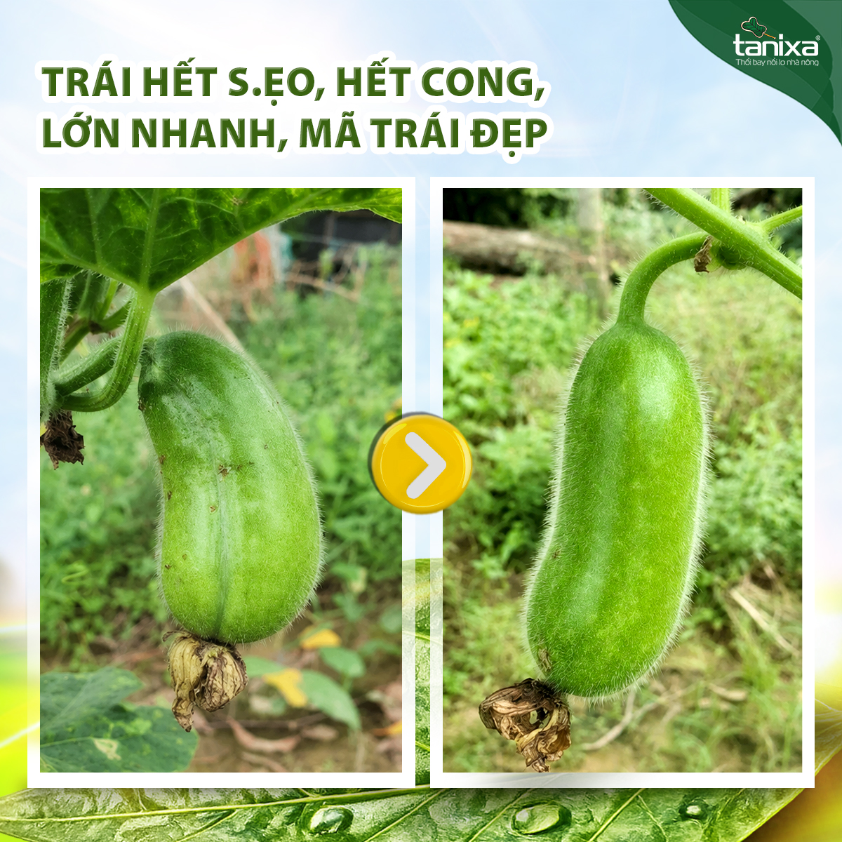 Bộ Khảm - Xoăn lá Tanixa (KM)_thumbnail_4