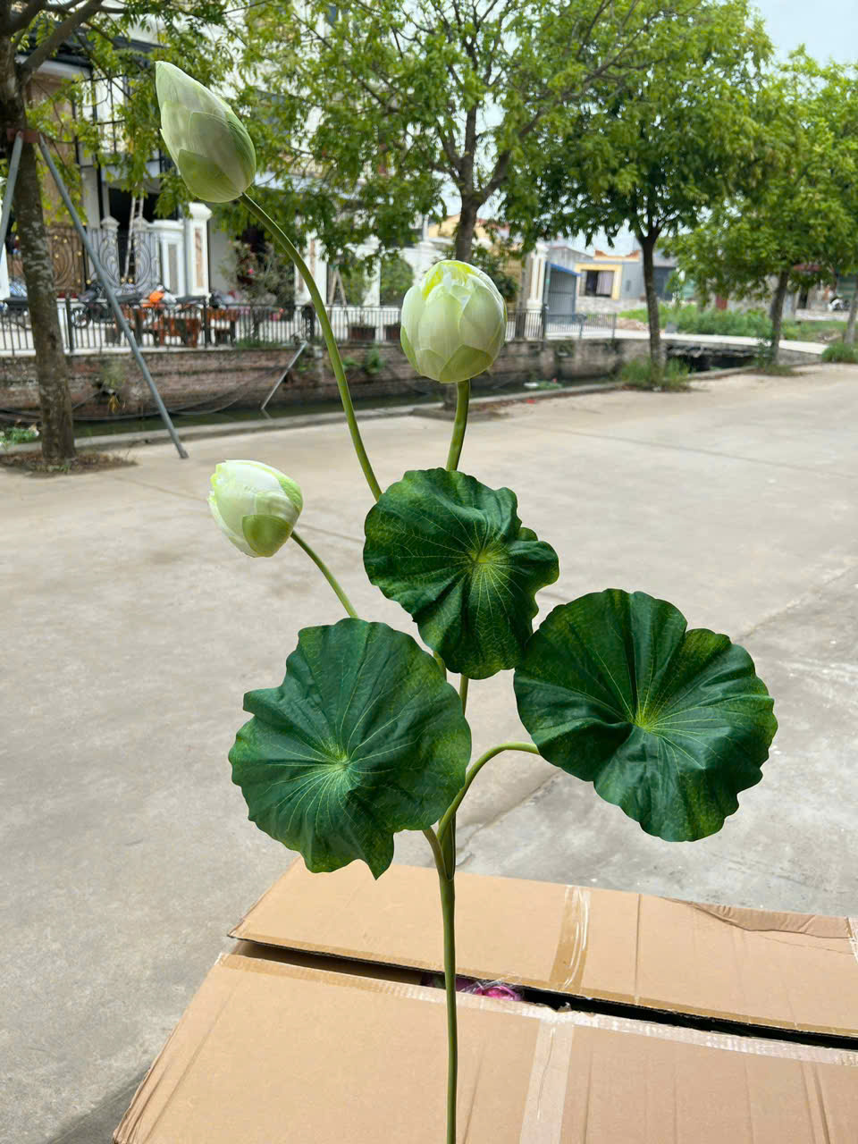 Sen búp dài đủ màu giá 65k_thumbnail_3