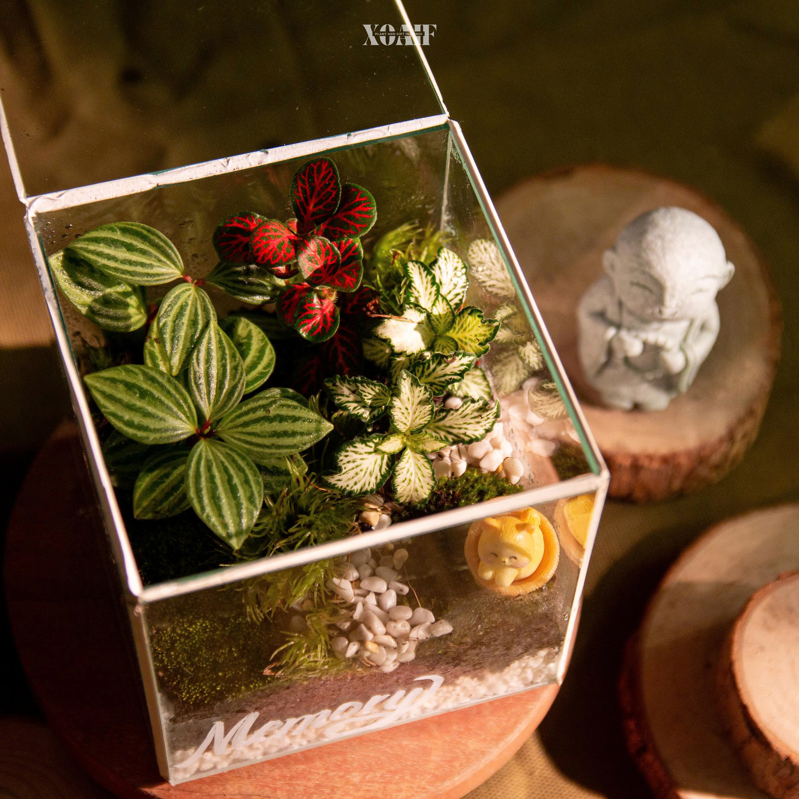BÌNH TERRARIUM