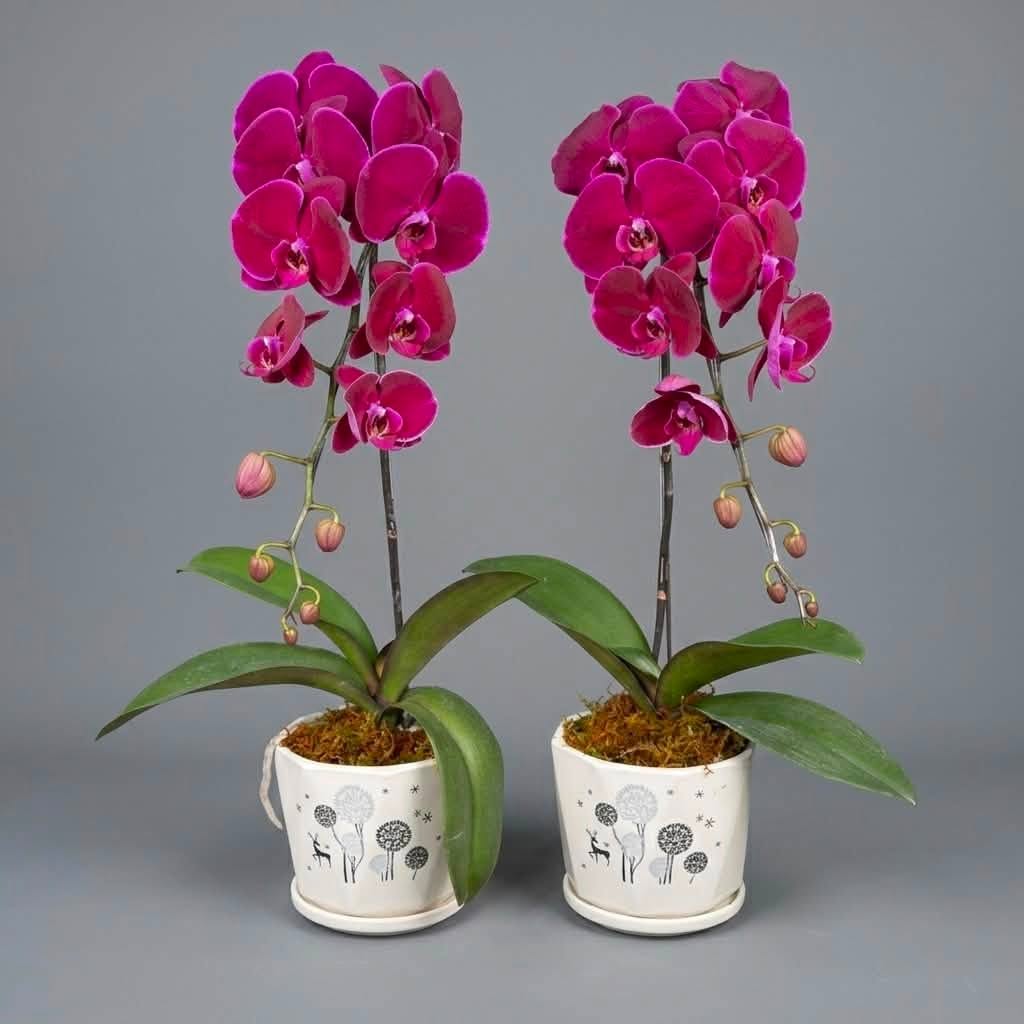 Ý nghĩa của hoa lan