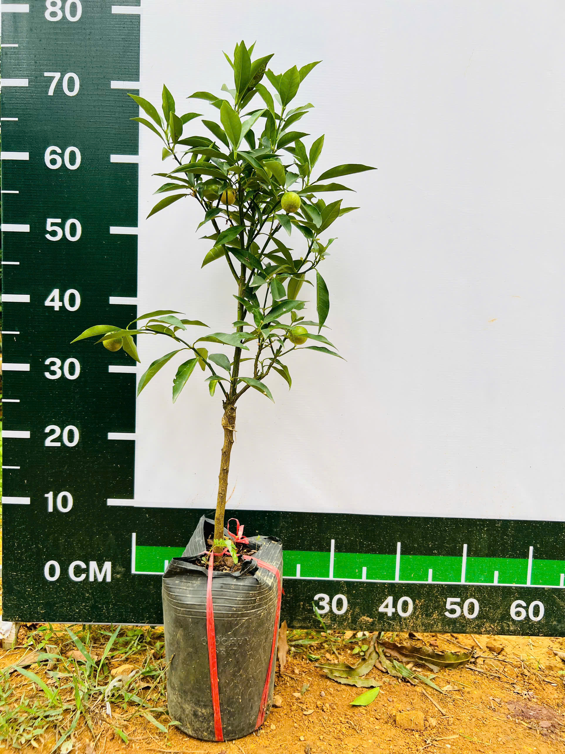 [SIÊU SALE] Tắc vỏ ngọt cao 20-30cm PT08 CALATA