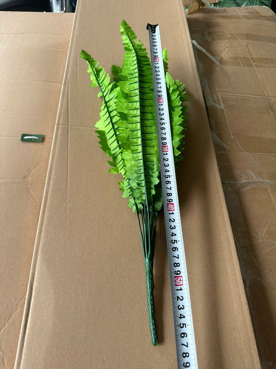 Dương xỉ vải 18 lá giá 20k