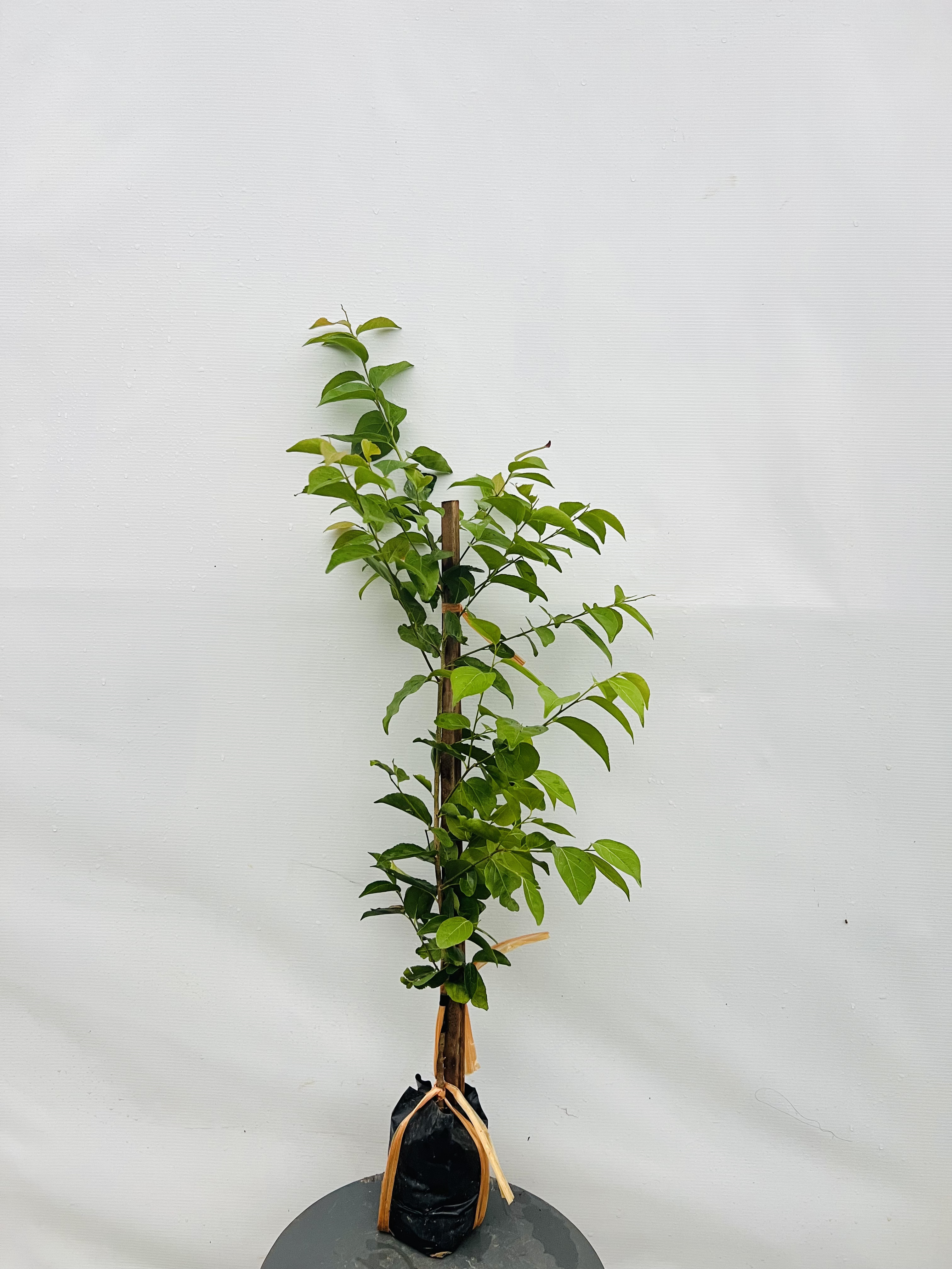 Hồng quân đài loan ghép chui cành cao 50-60cm HQDL02 CALATA_thumbnail_5