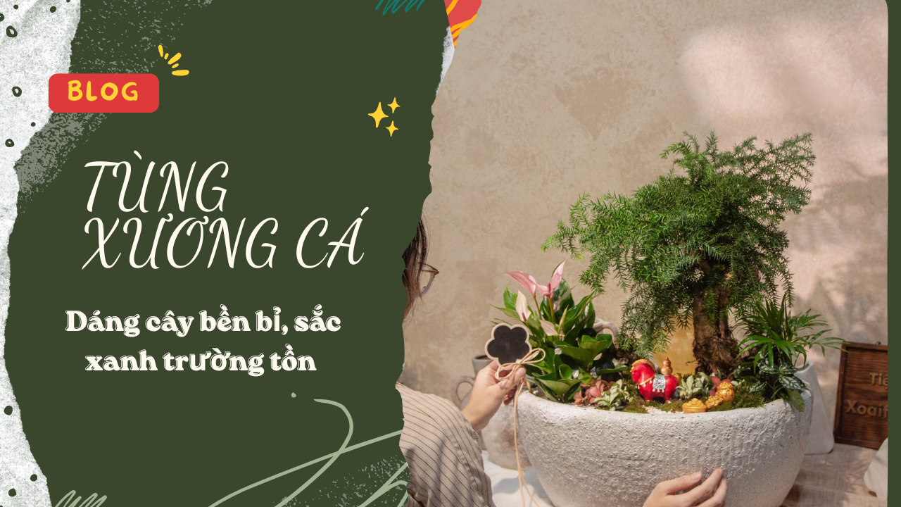 TÙNG XƯƠNG CÁ – DÁNG CÂY BỀN BỈ, SẮC XANH TRƯỜNG TỒN