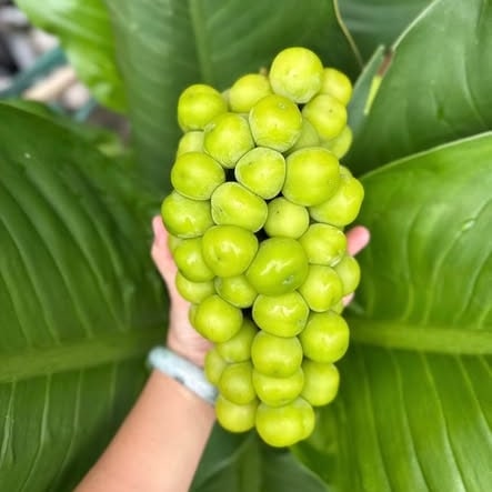 Nho Mẫu Đơn