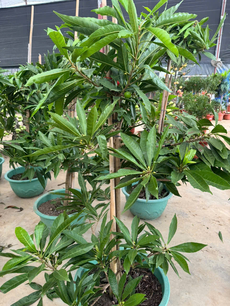 Trứng gà tứ quý cao 1.5-1.7m PT167 CALATA_thumbnail_8