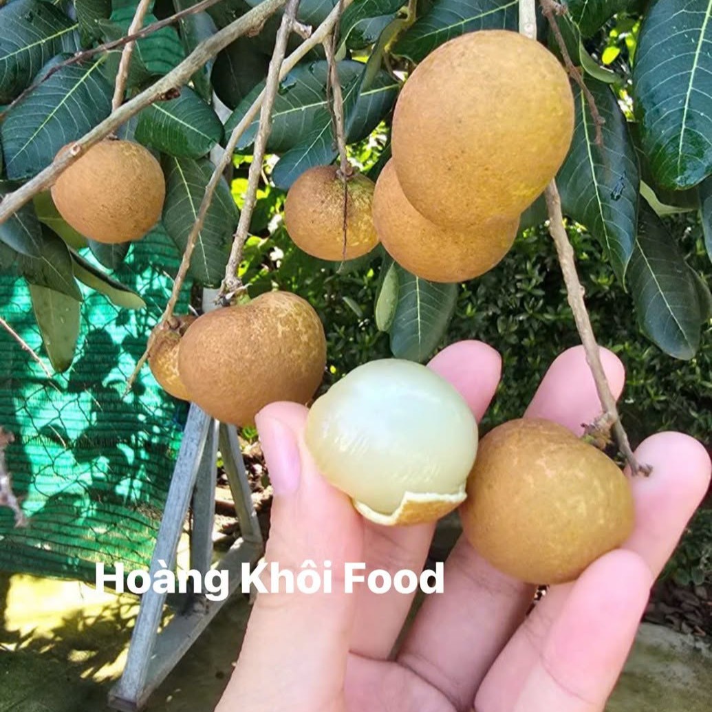 Nhãn Bắp Cải_thumbnail_5