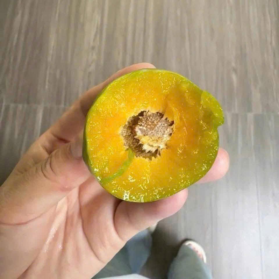 Mận Mật Ong_thumbnail_1