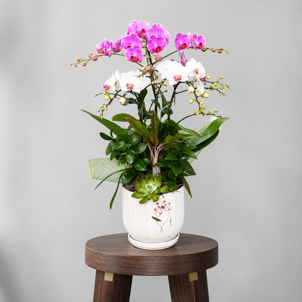 💗Chậu 2 Cây Lan Hồ Điệp Mini Mix Hồng – Trắng – Thanh Lịch, Tinh Tế Cho Mọi Không Gian