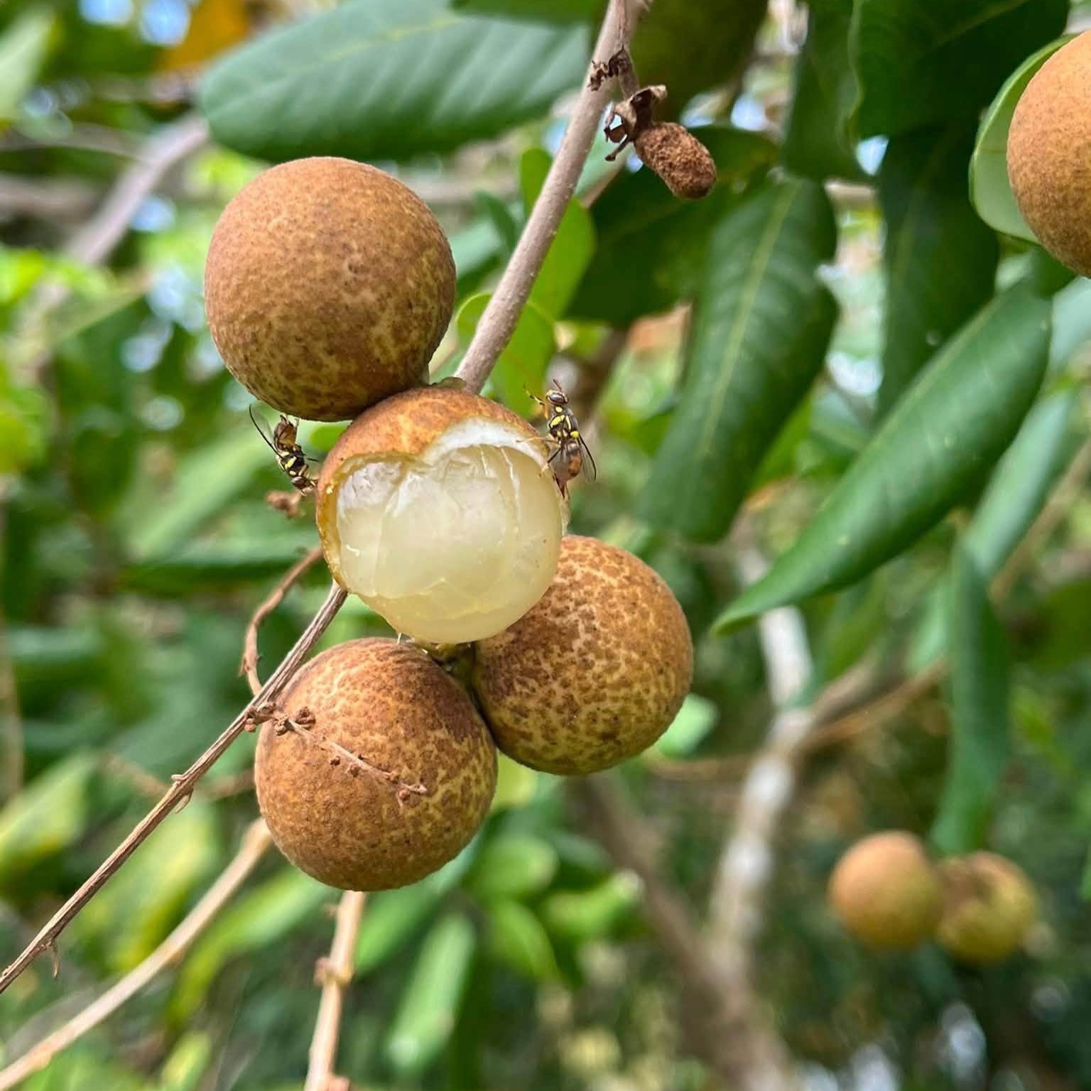 Nhãn Bắp Cải_thumbnail_1