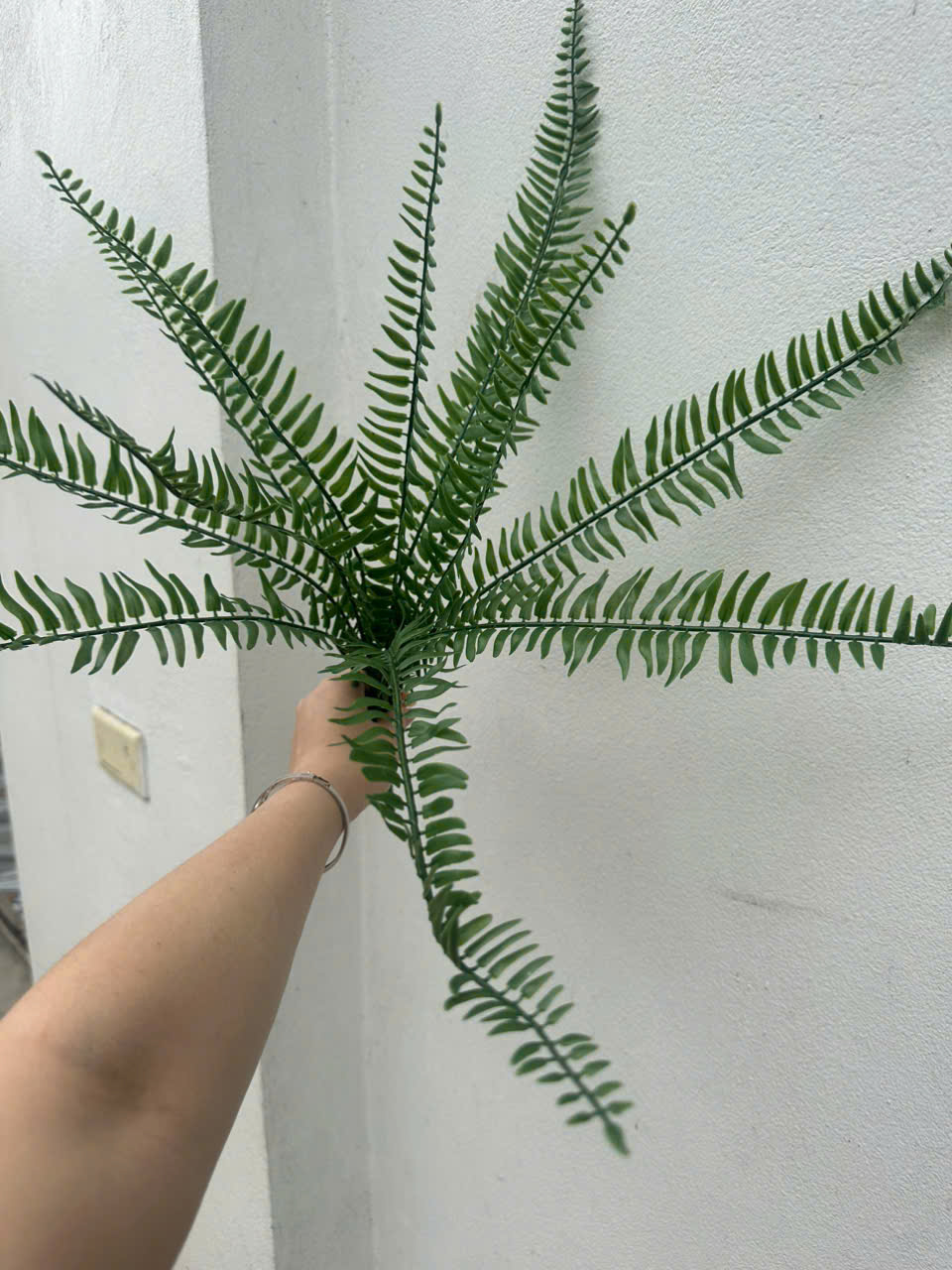 Dương xỉ mượt sẵn 2 màu giá 21k