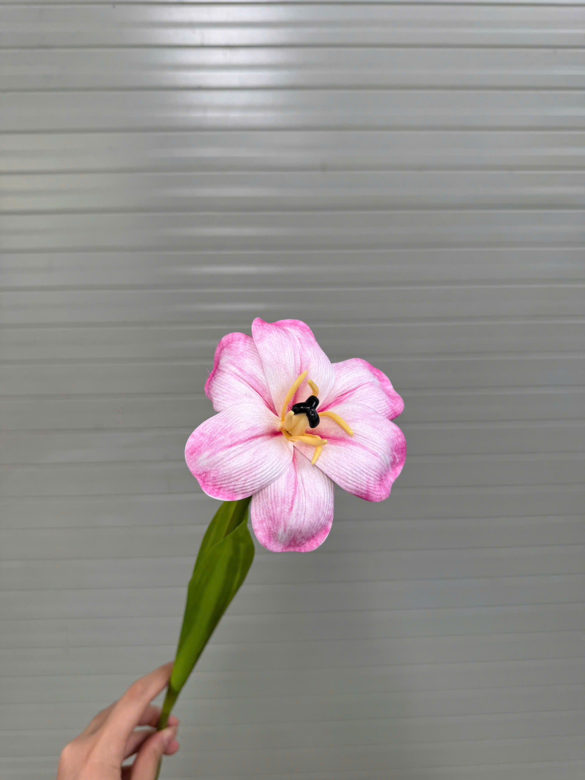 TULIP NỞ 17K_thumbnail_4